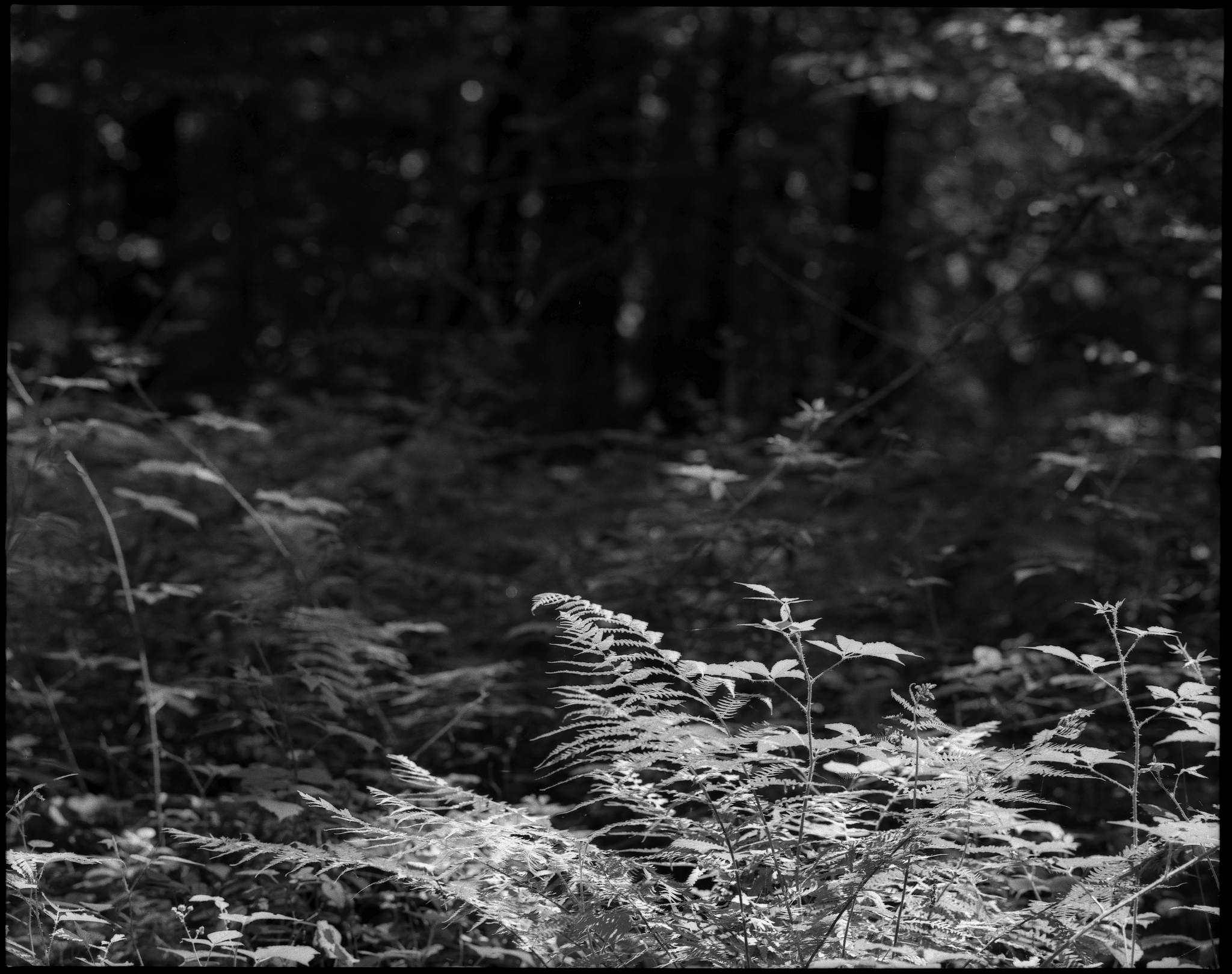 2017 06 03 pentax 6x7 09 34264919503 o