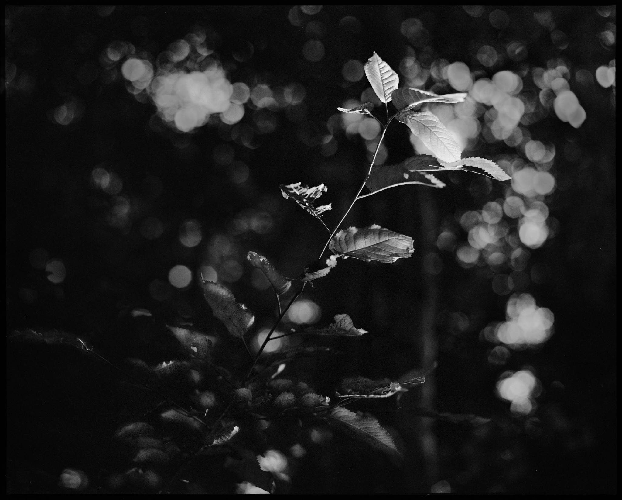 2017 06 24 pentax 6x7 01 35140823420 o