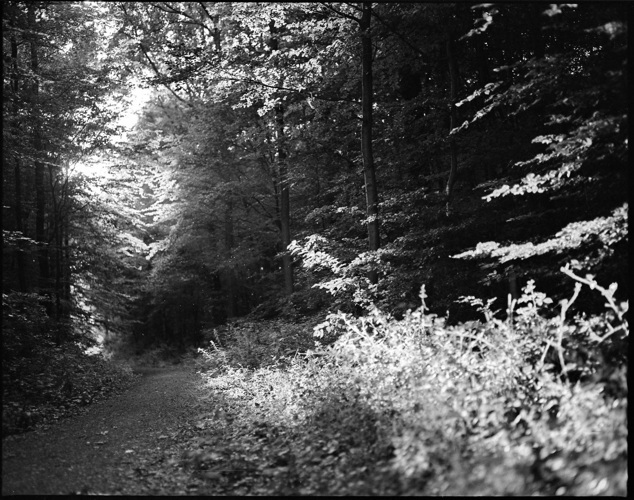 2017 06 24 pentax 6x7 02 34717944553 o