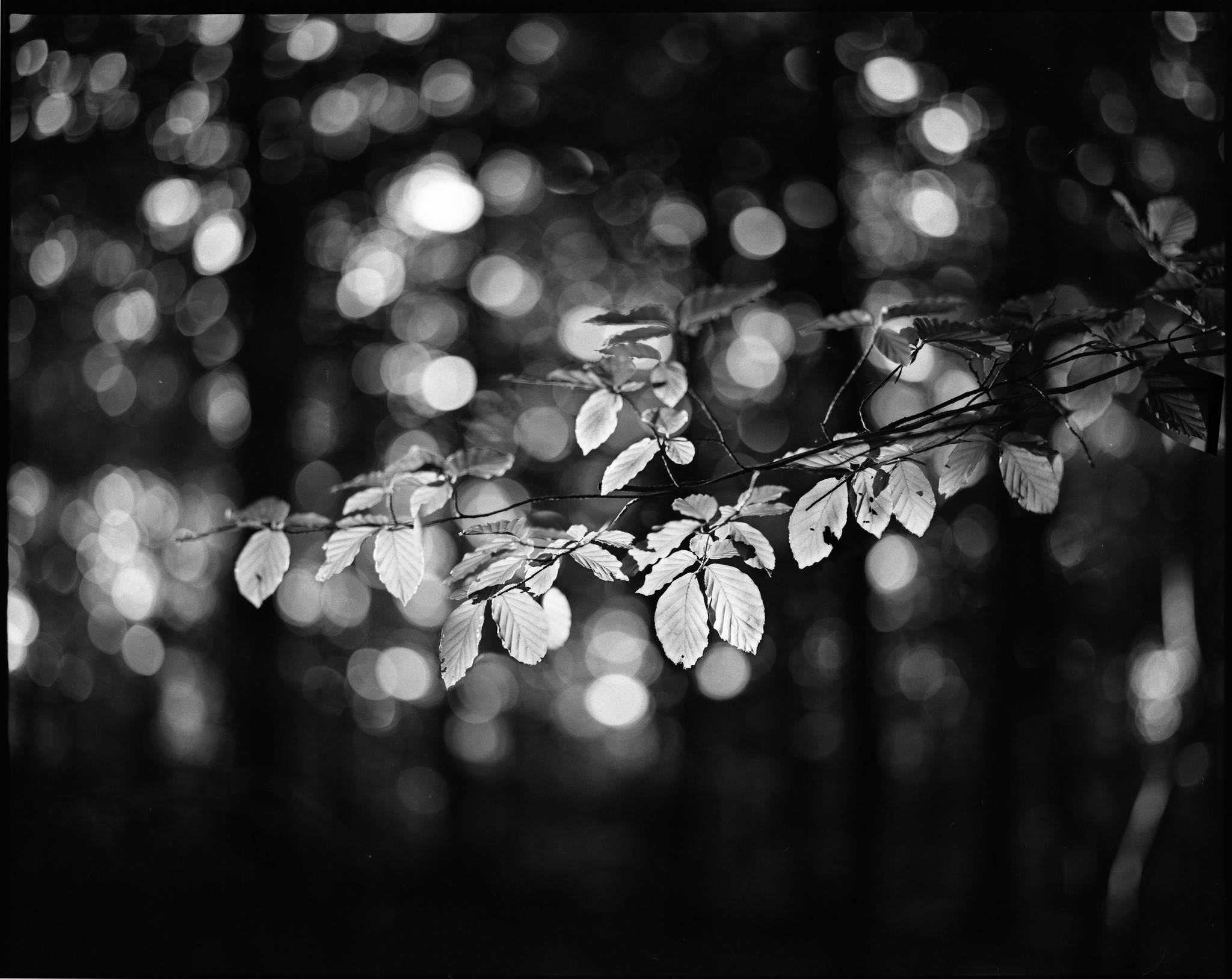 2017 06 24 pentax 6x7 04 34717949113 o