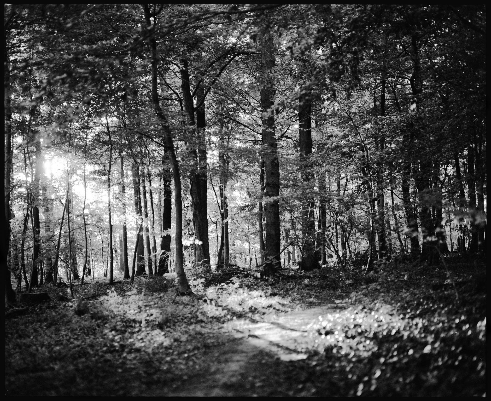 2017 06 24 pentax 6x7 05 35488614336 o