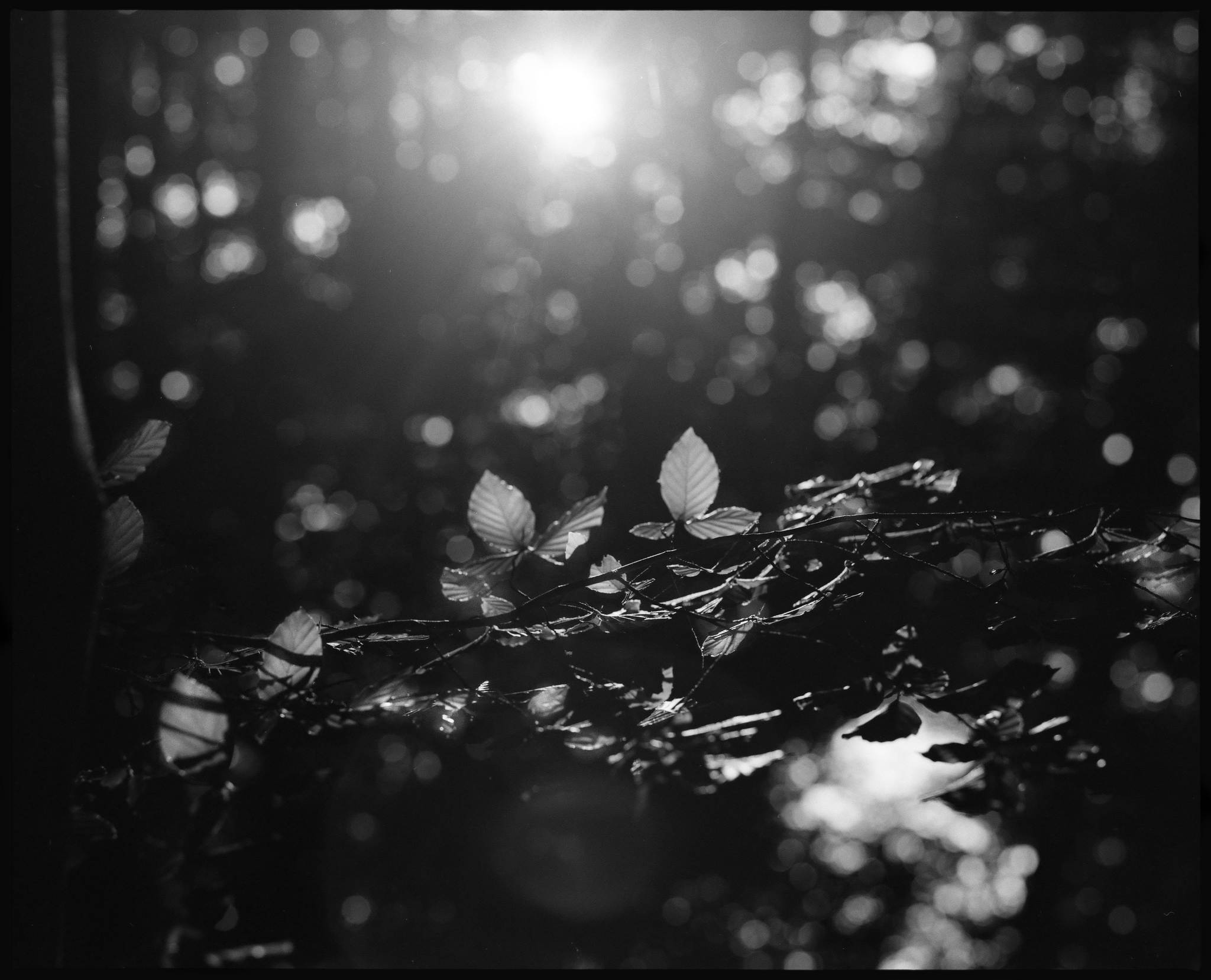 2017 06 24 pentax 6x7 08 34717961103 o