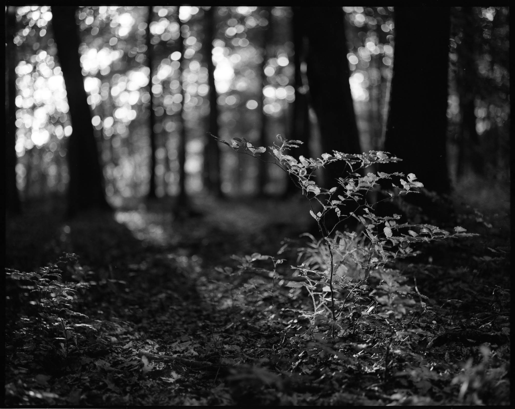 2017 06 24 pentax 6x7 09 35527463005 o