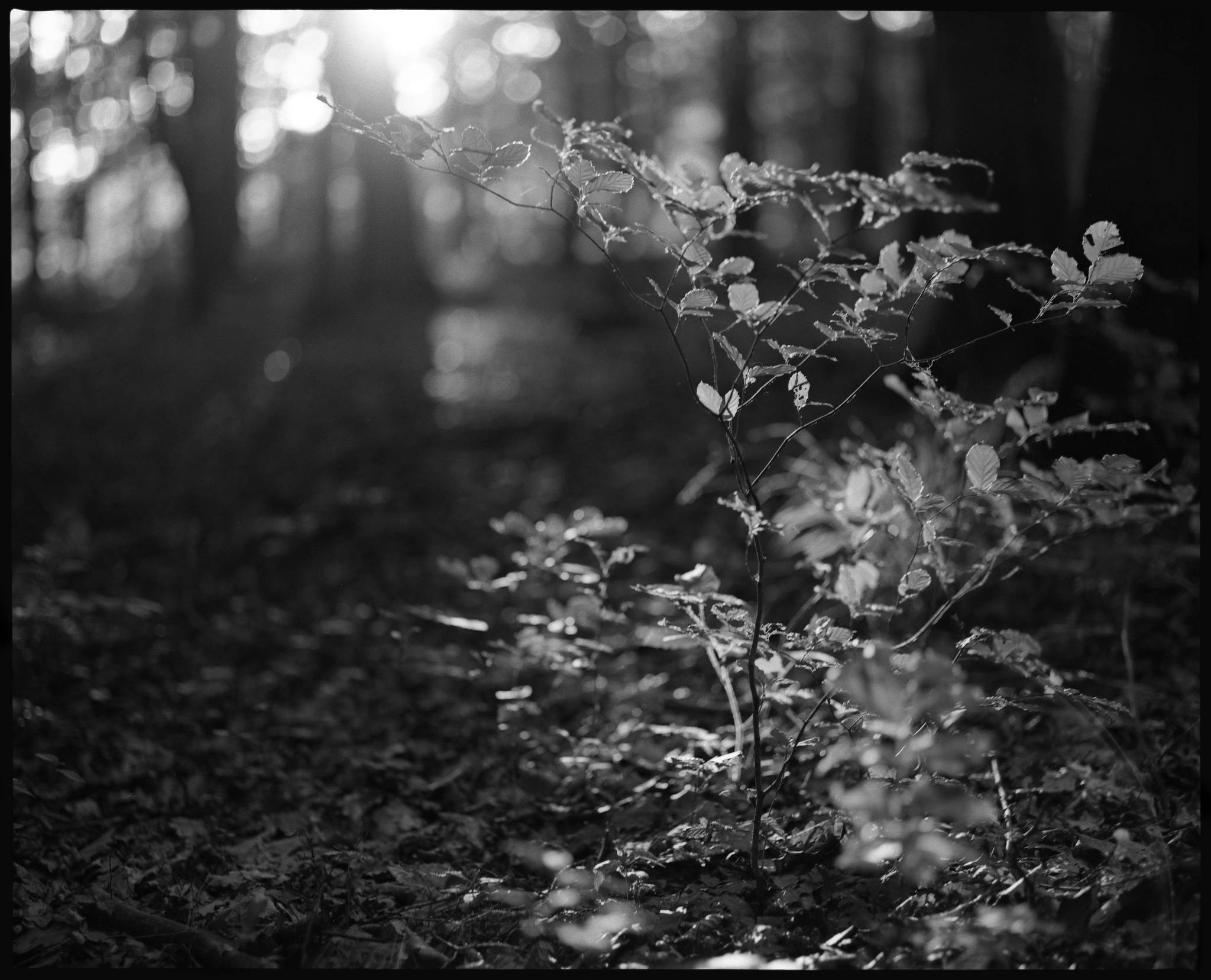 2017 06 24 pentax 6x7 10 34686326004 o