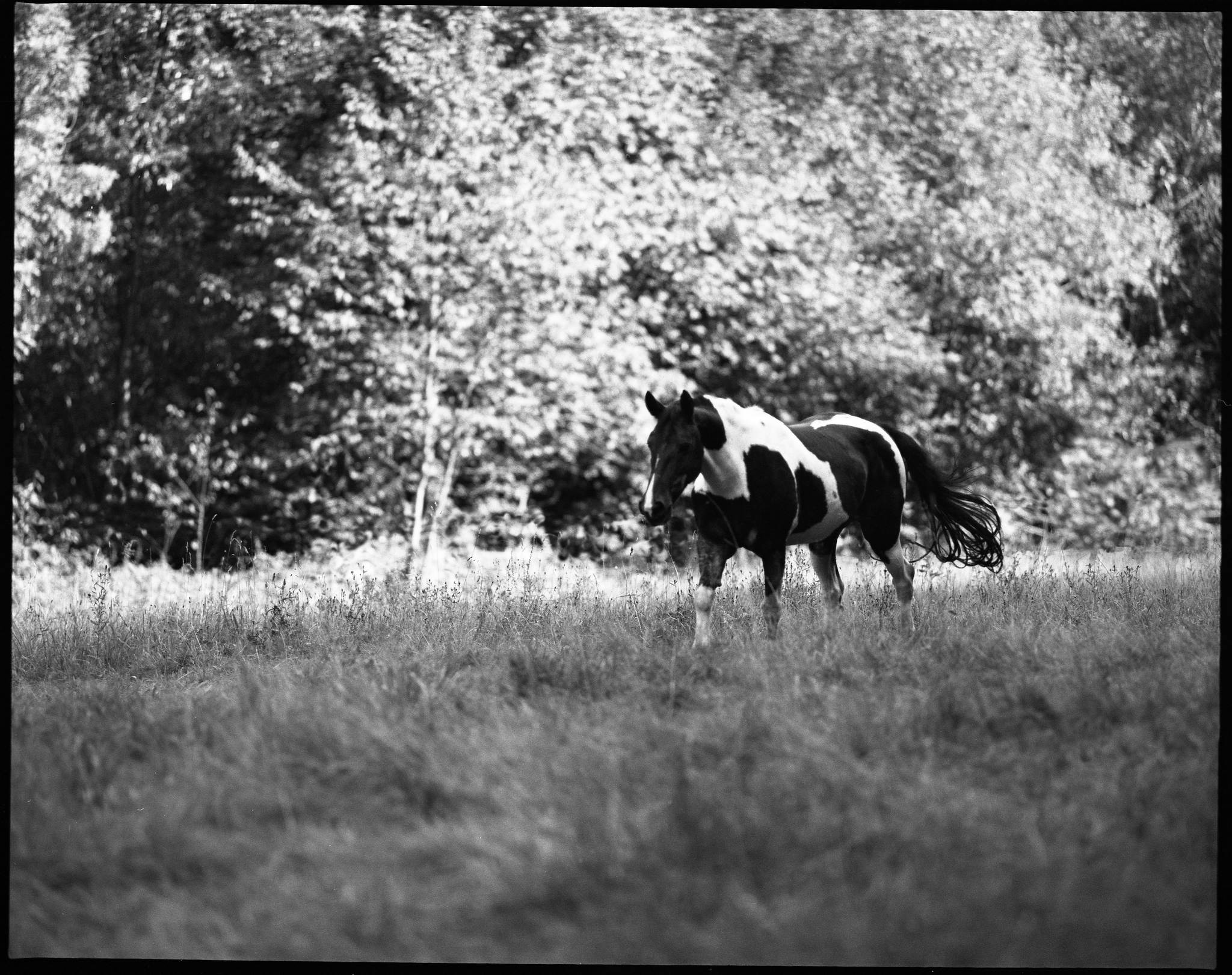 2017 07 30 610 36806356231 o