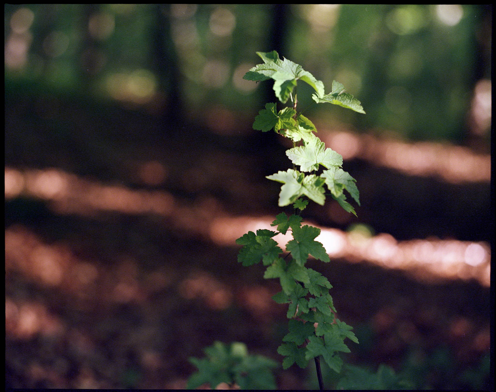 Das bumlein im wald 34898983366 o