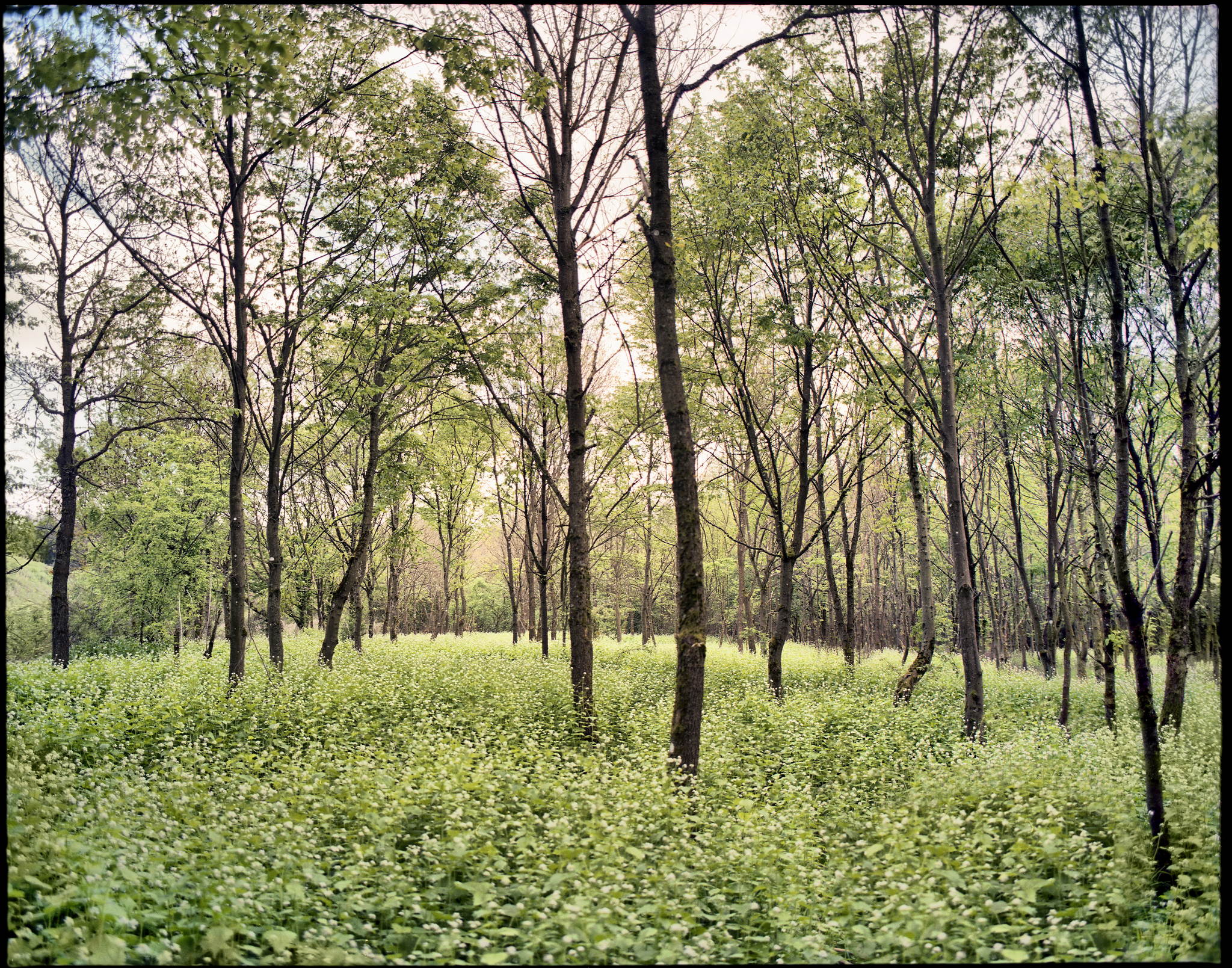 Lichter wald 33671382383 o