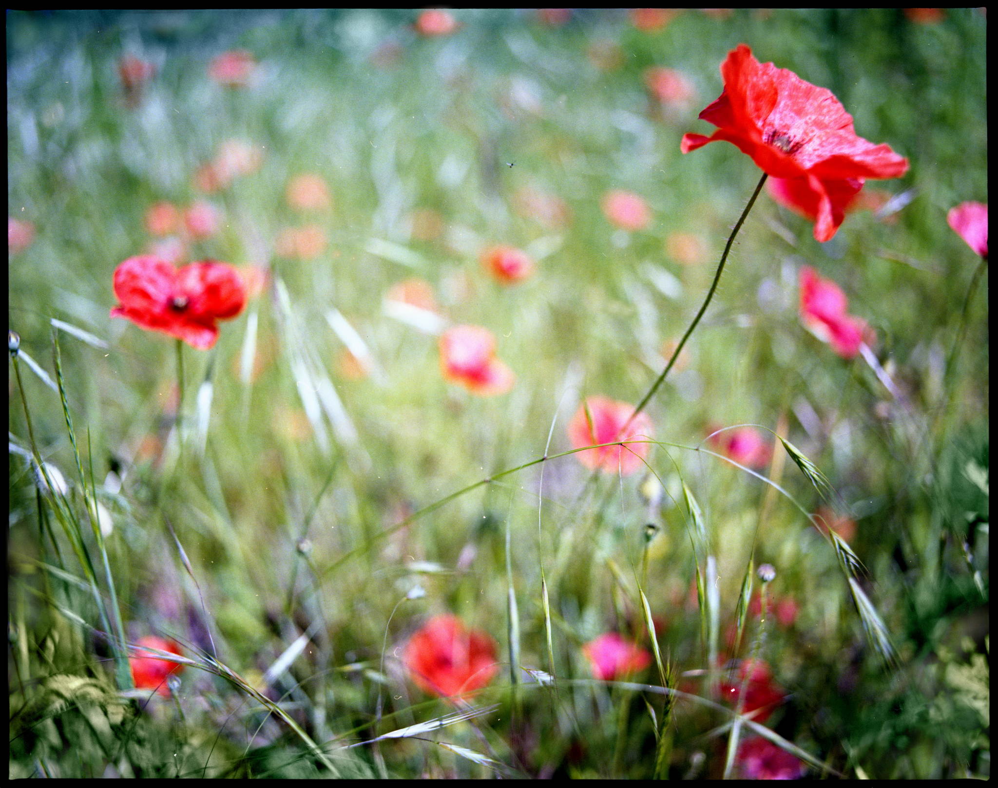 Mohntag 34961372435 o