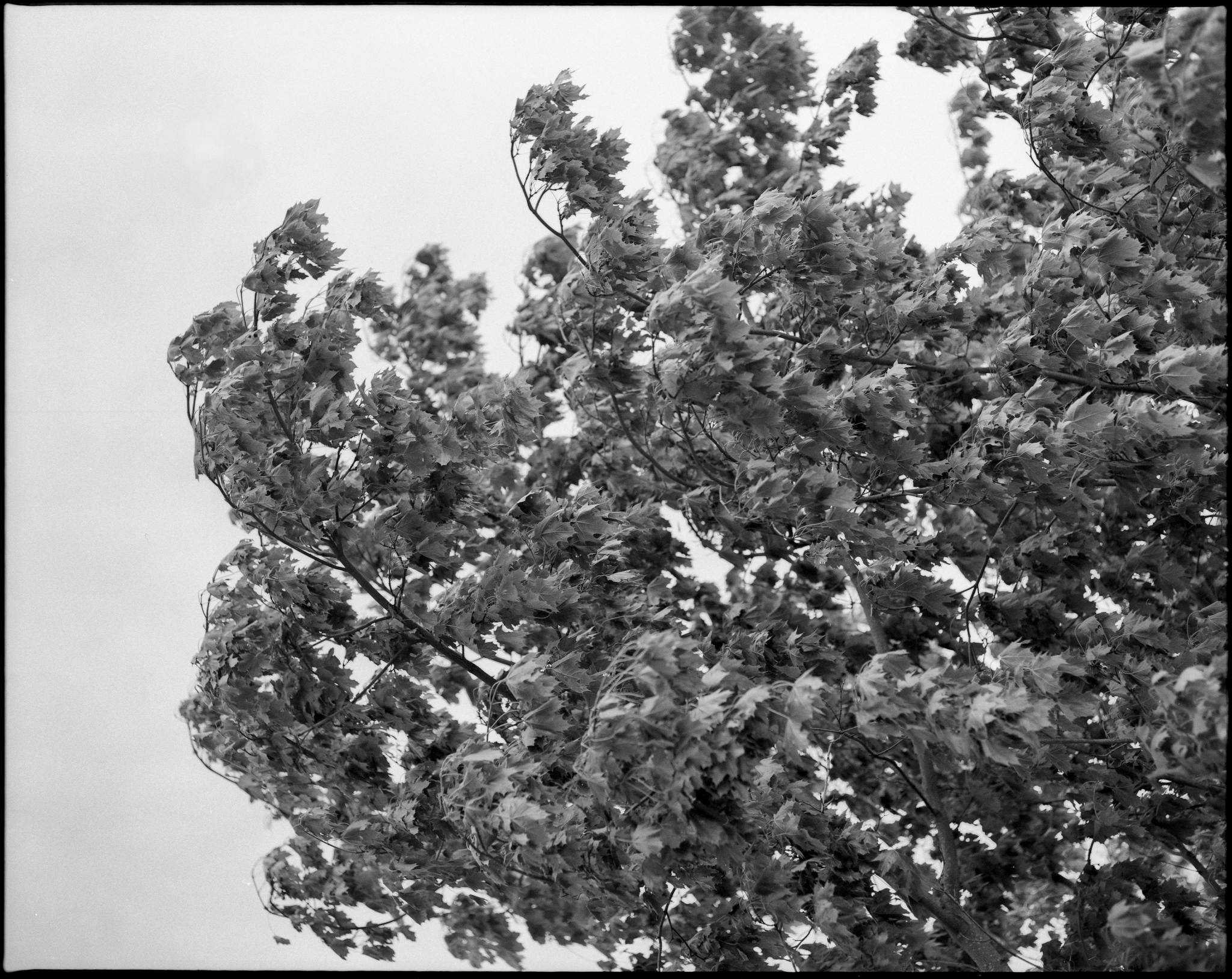 Westwind 34559370706 o