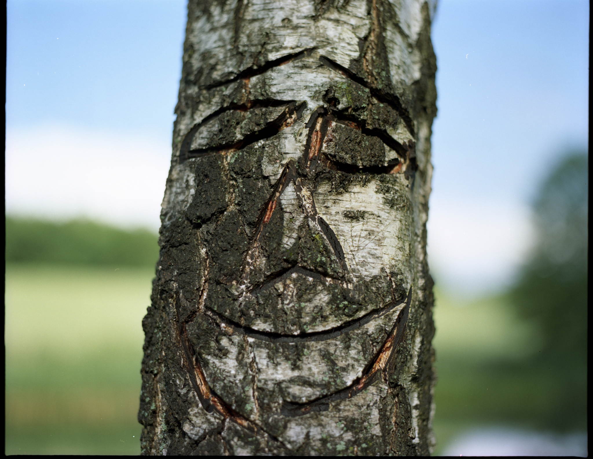 Wilson 34414292293 o