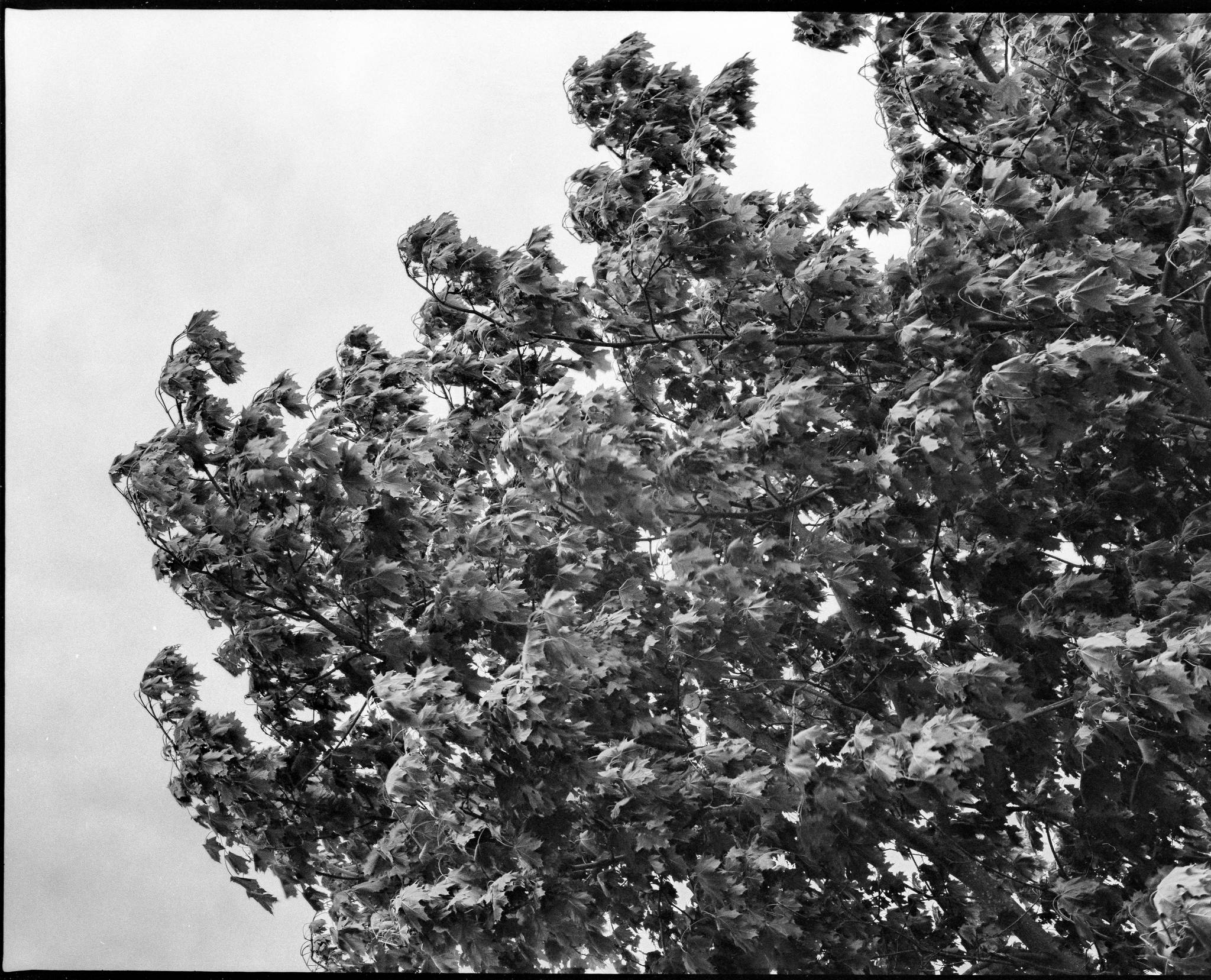 Windig 33808453313 o