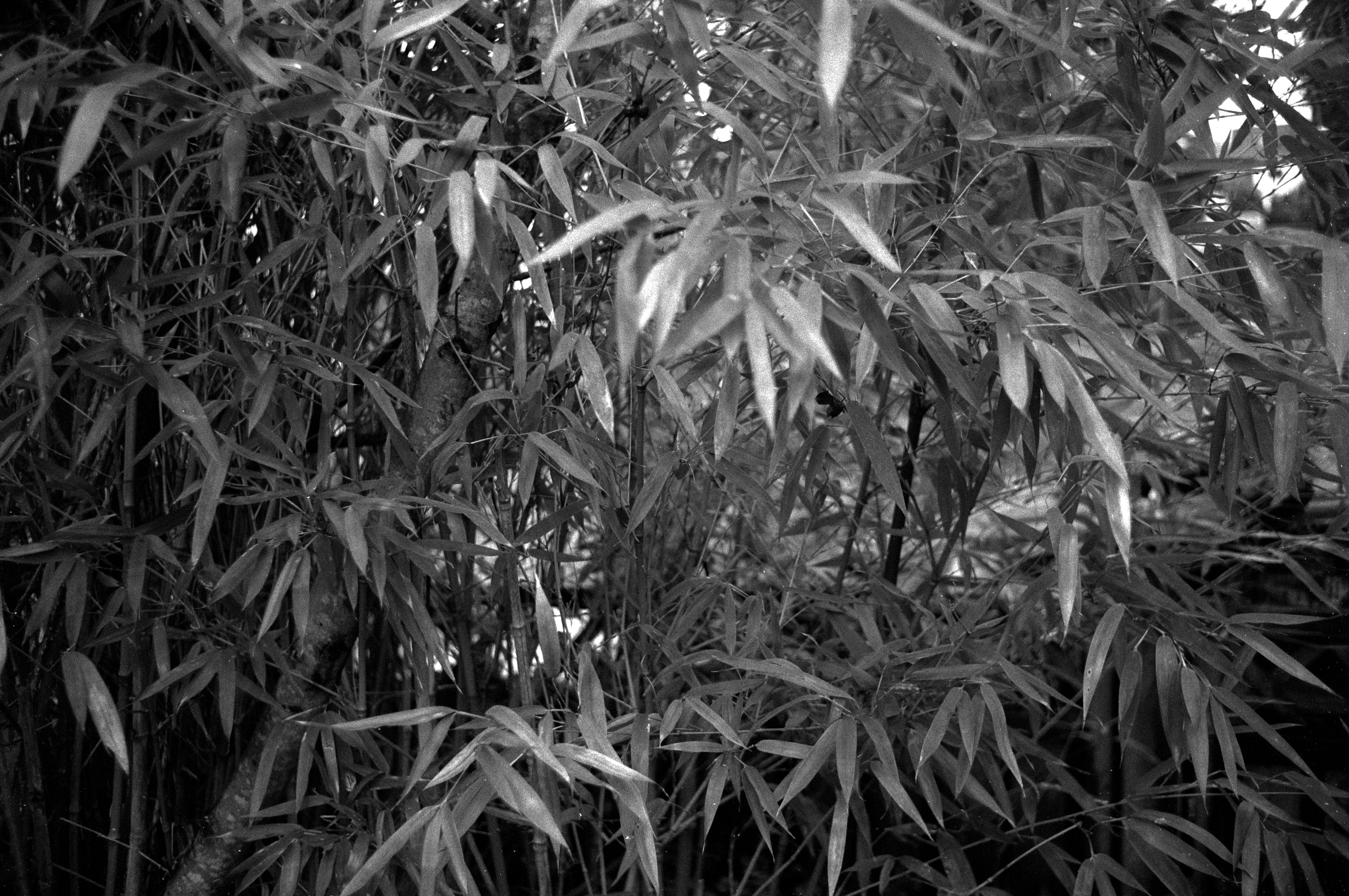 Minox 35 MB 2026 02 24 04