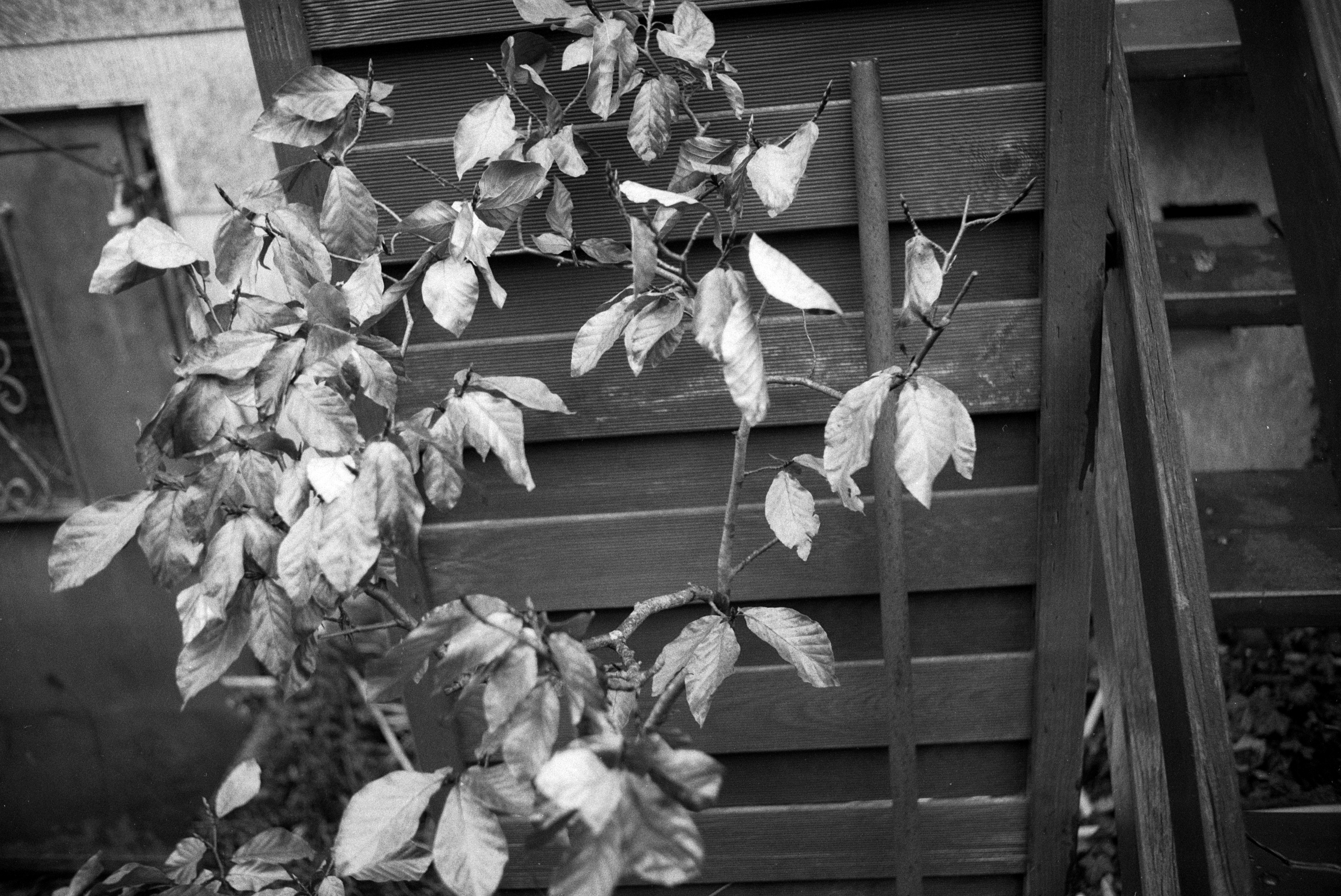 Ricoh ff1 2026 02 24 01