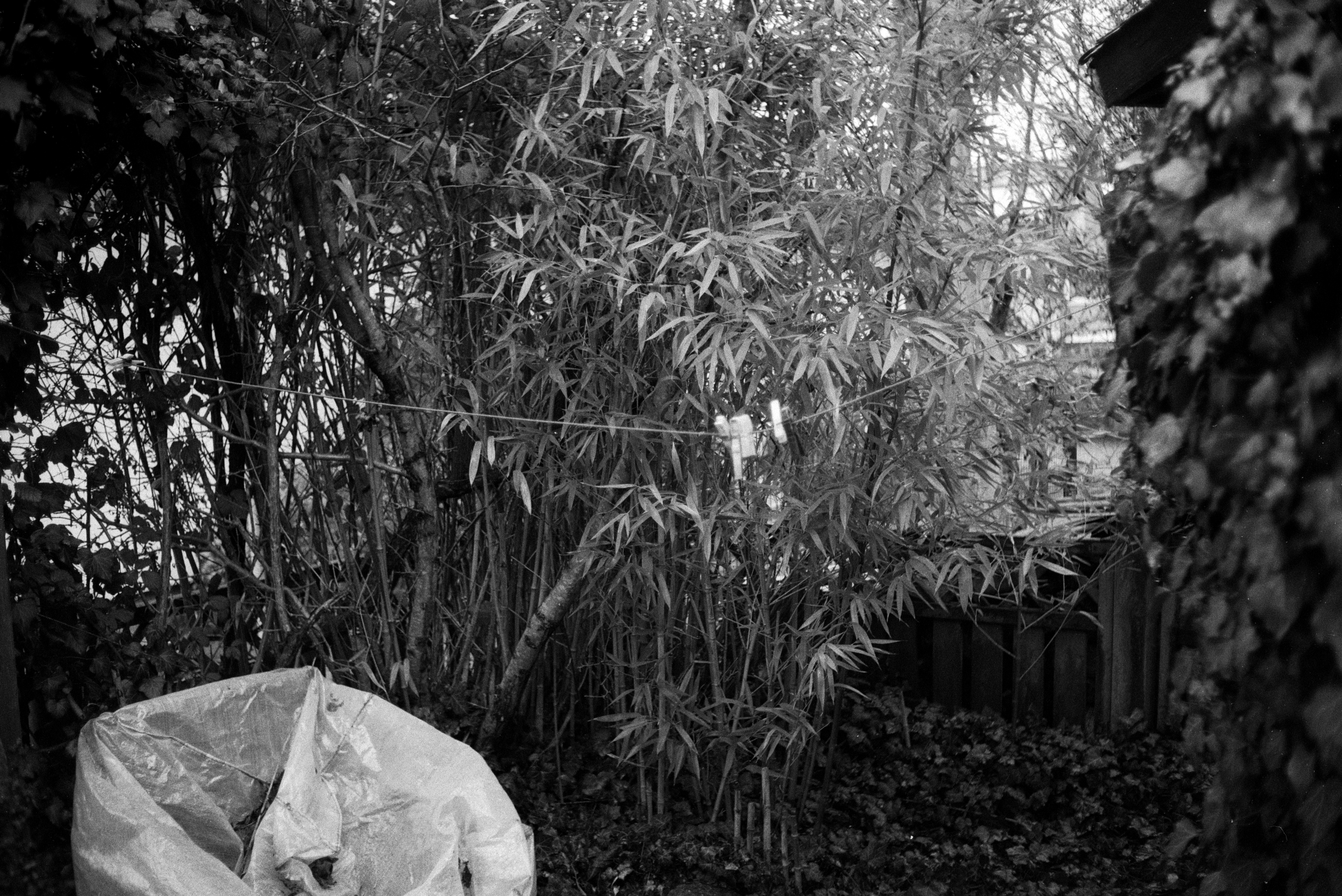 Ricoh ff1 2026 02 24 02