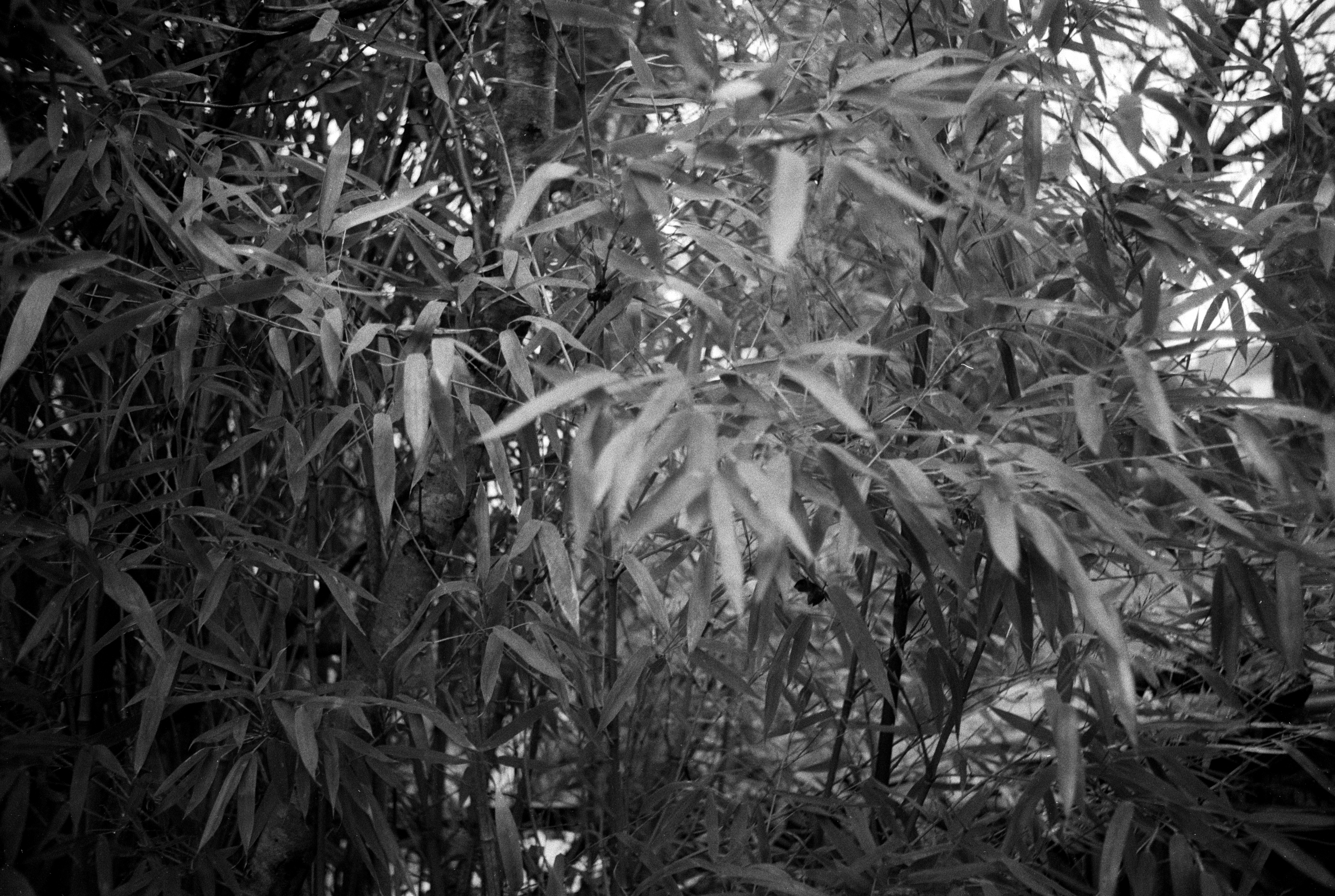 Ricoh ff1 2026 02 24 03