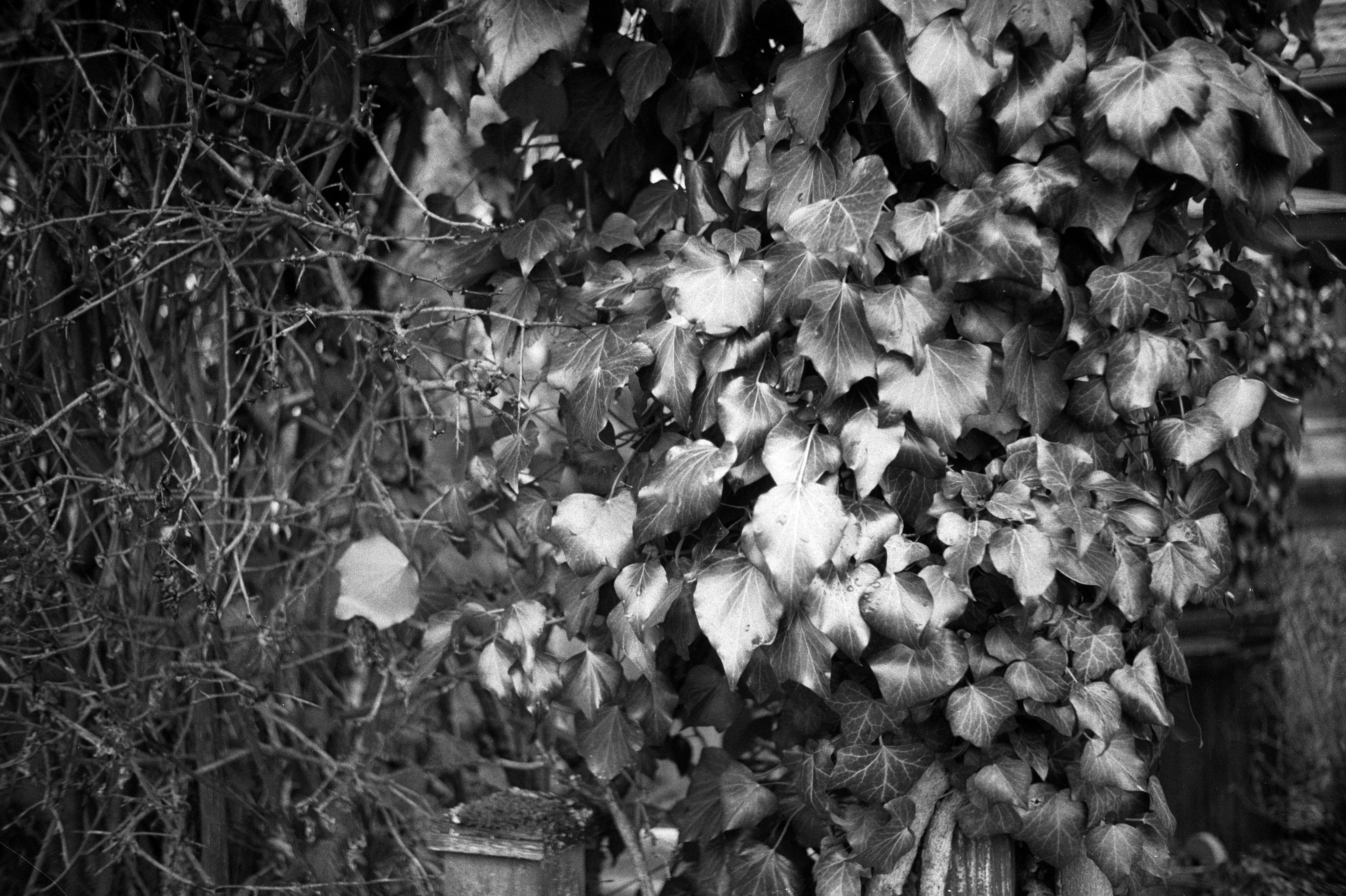 Ricoh ff1 2026 02 24 14