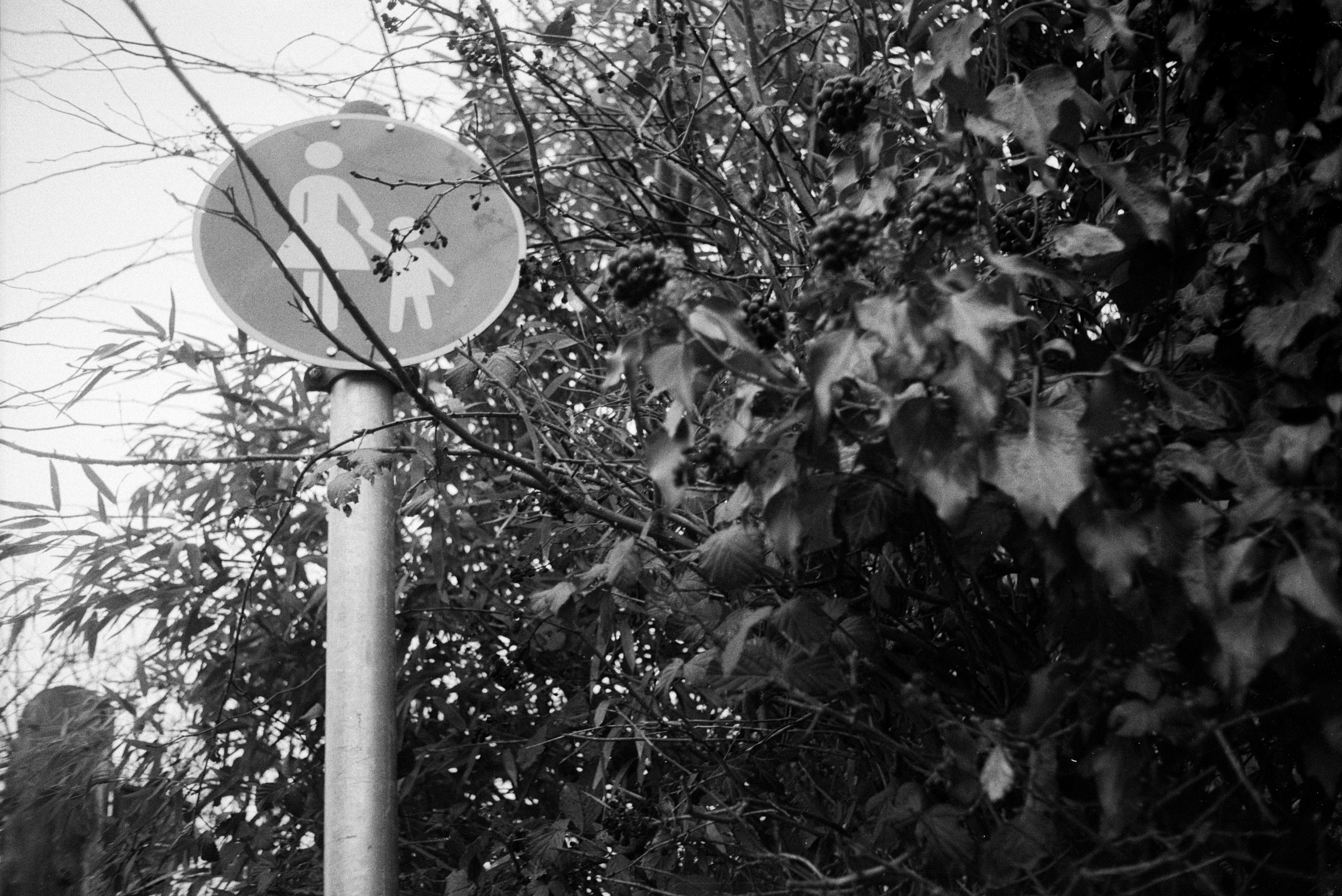 Ricoh ff1 2026 02 24 17