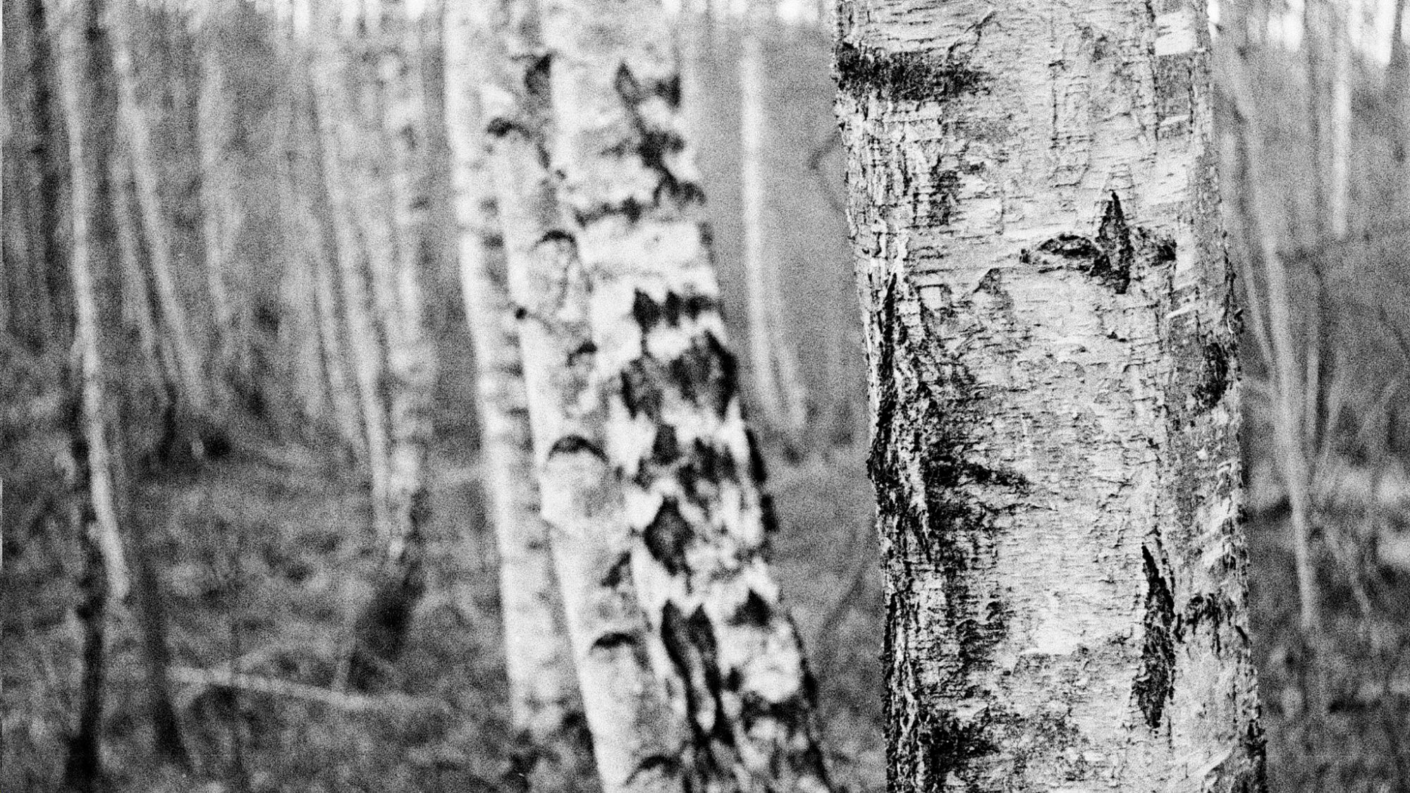 2018 01 14 CanonIV 55,huge.1529700504