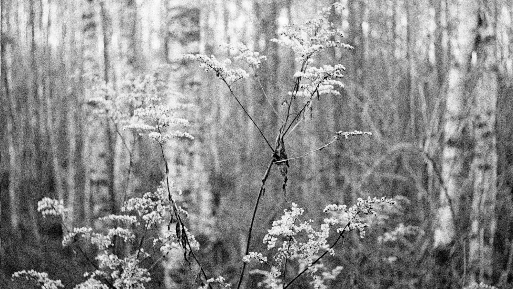 2018 01 14 CanonIV 56,huge.1529700504