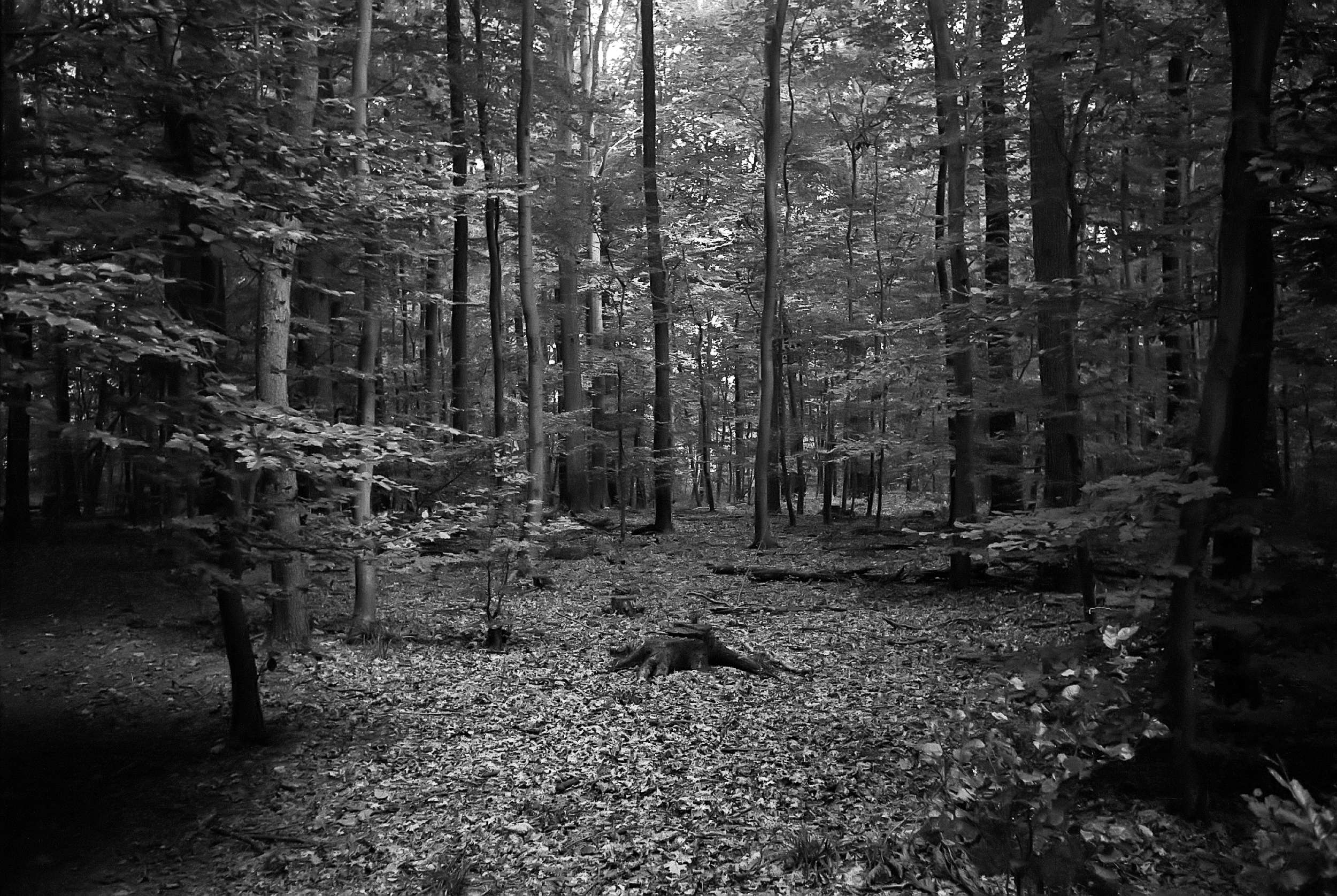 2017 09 28 leicaiiif summaron 37348997826 o