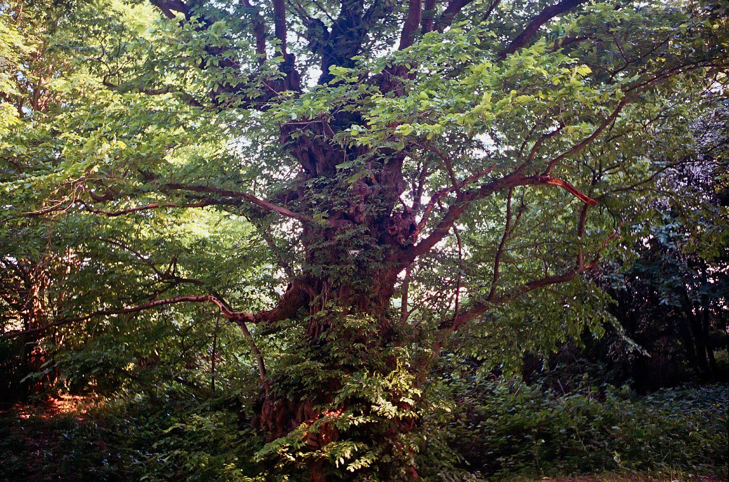 Hexar summaron 05052018  32a 41262687054 o