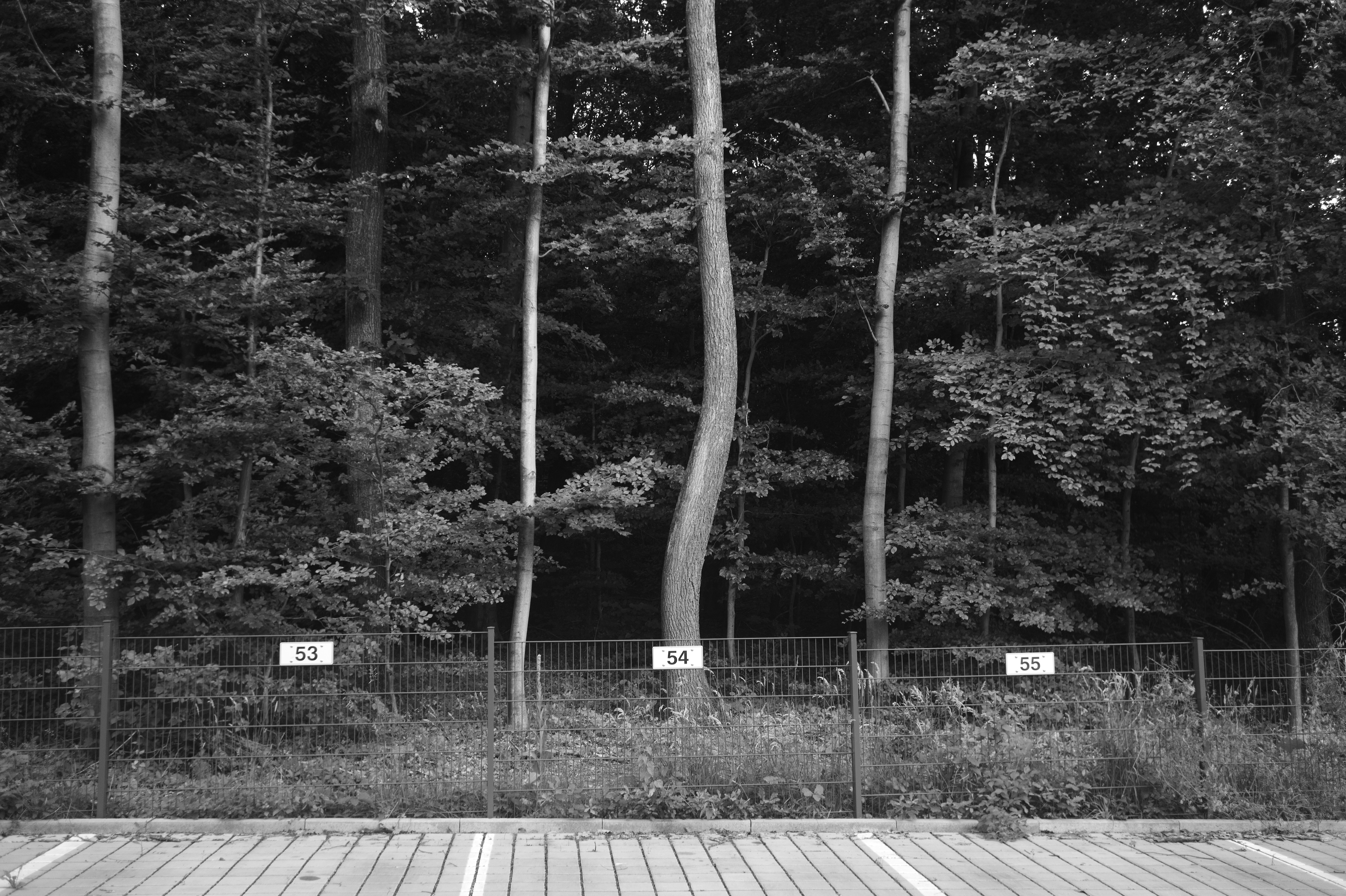 Leica mm summaron 1 50053063903 o