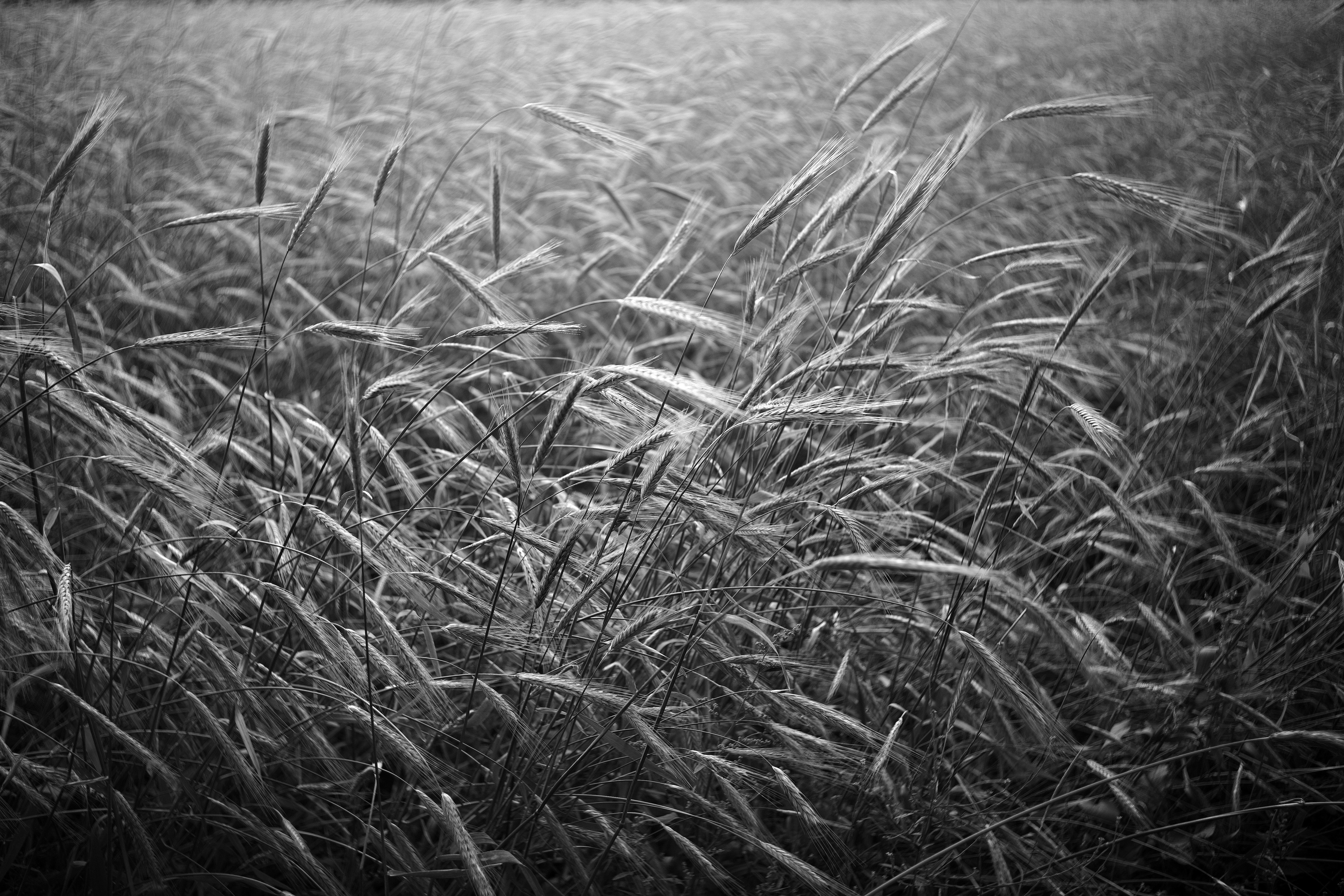 Leica mm summaron 5 50053640076 o