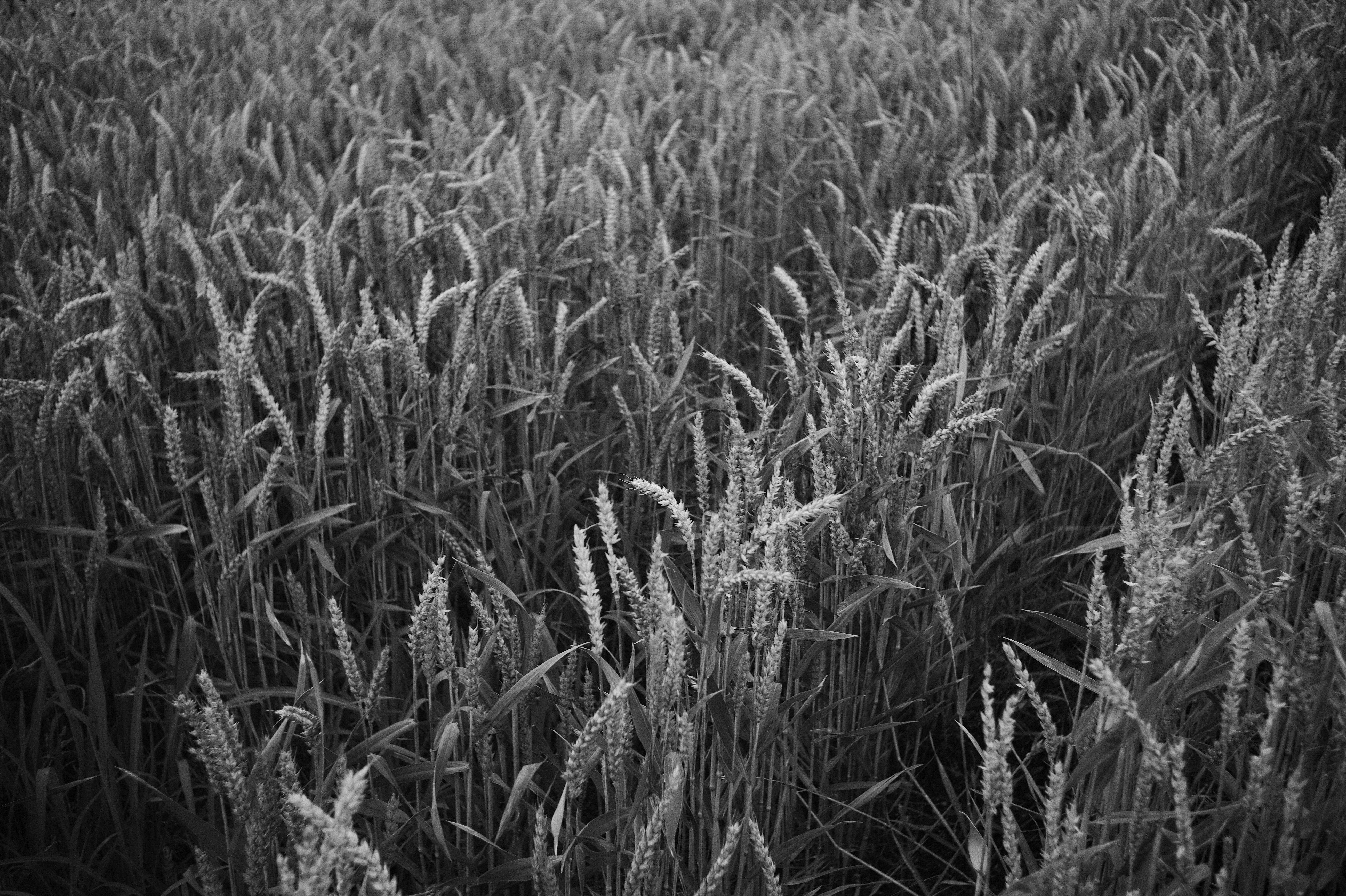 Leica mm summaron 6 50053640246 o