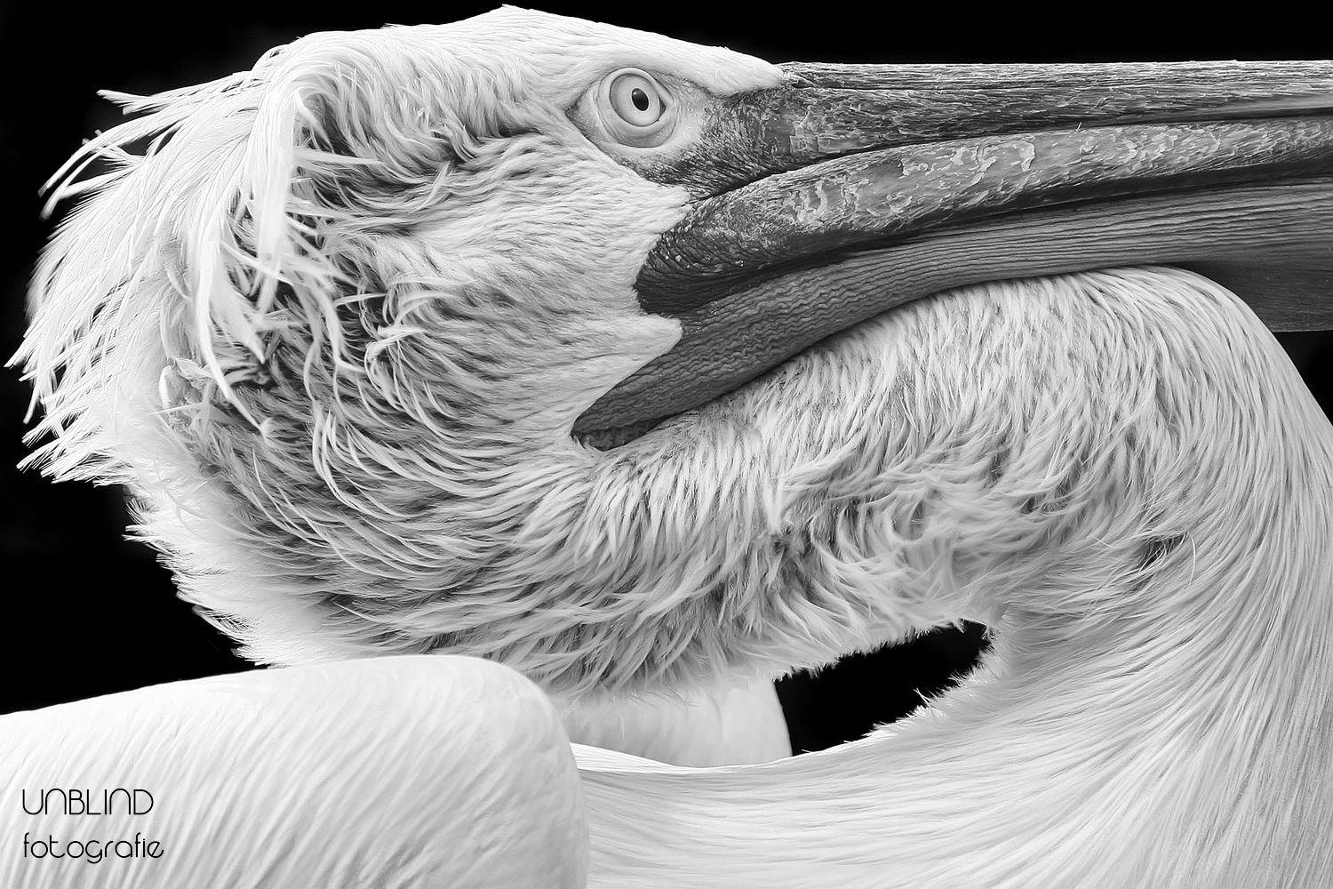 12697267 1117001385000990 3186645163022835264 o 2