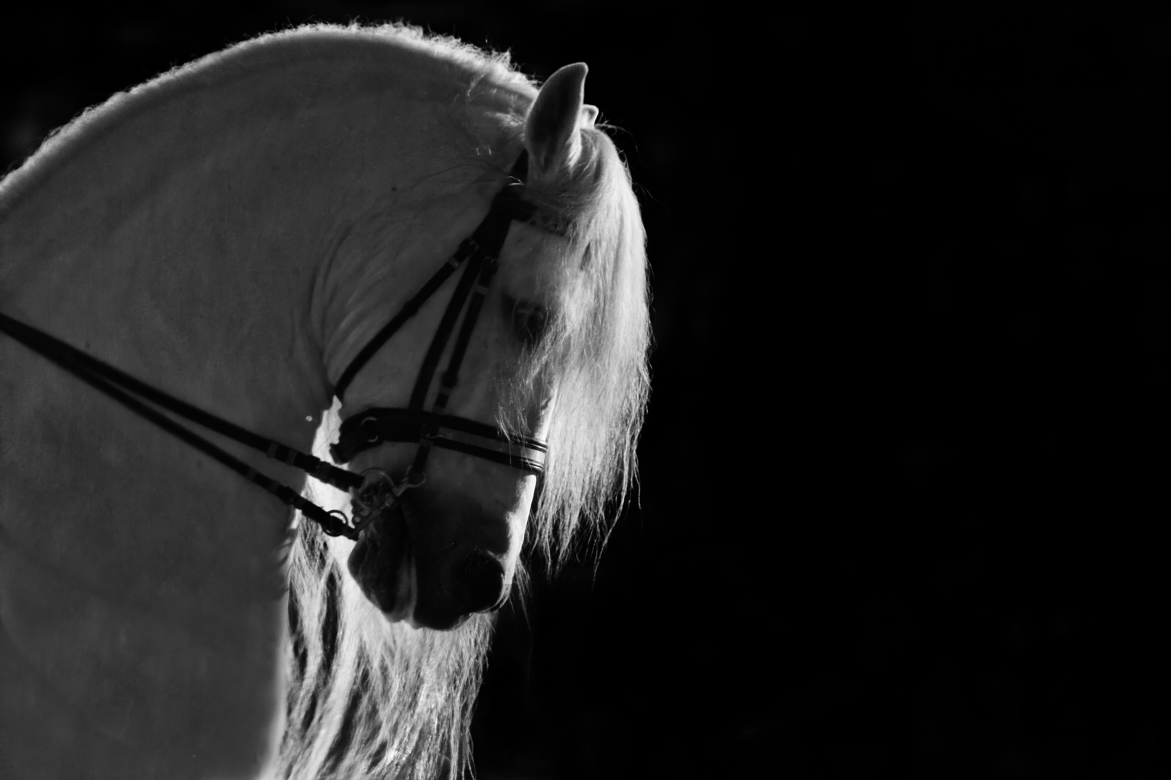 15 Schwarzweiss Shires 478