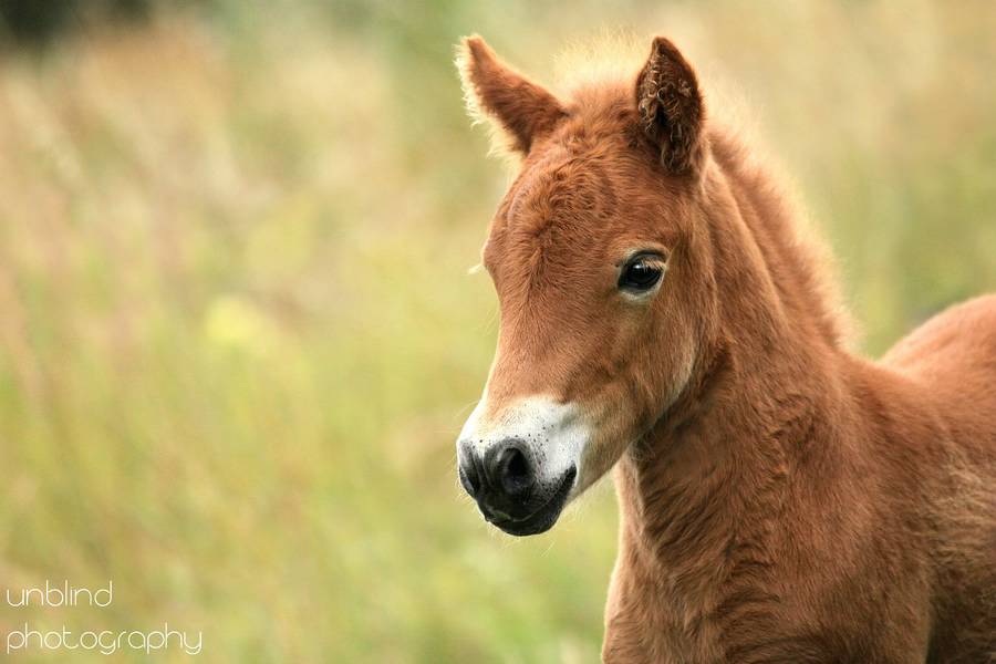 Dia 05 vkl Mueller Gonnesweiler 045 2a