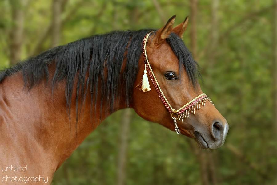 Dia 26 web UNB 2139b