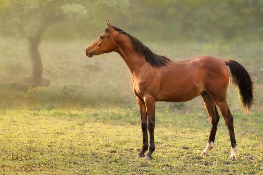 Dia 27 web UNB 2368a