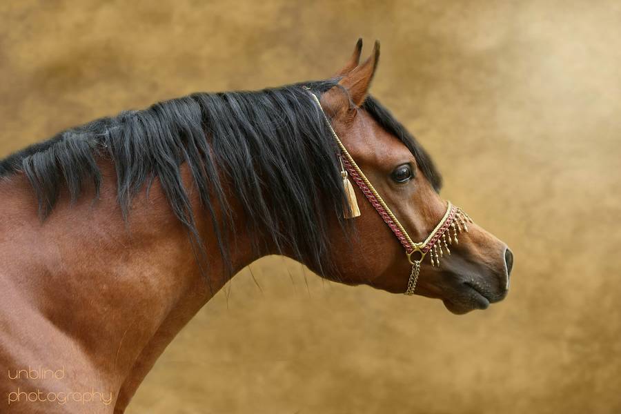 Dia 28 web UNB 2253d