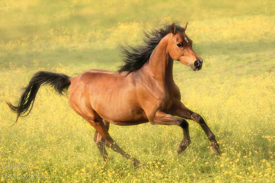 Dia 29 web UNB 2426bjpg