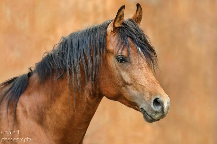 Dia 30 web UNB 3017b