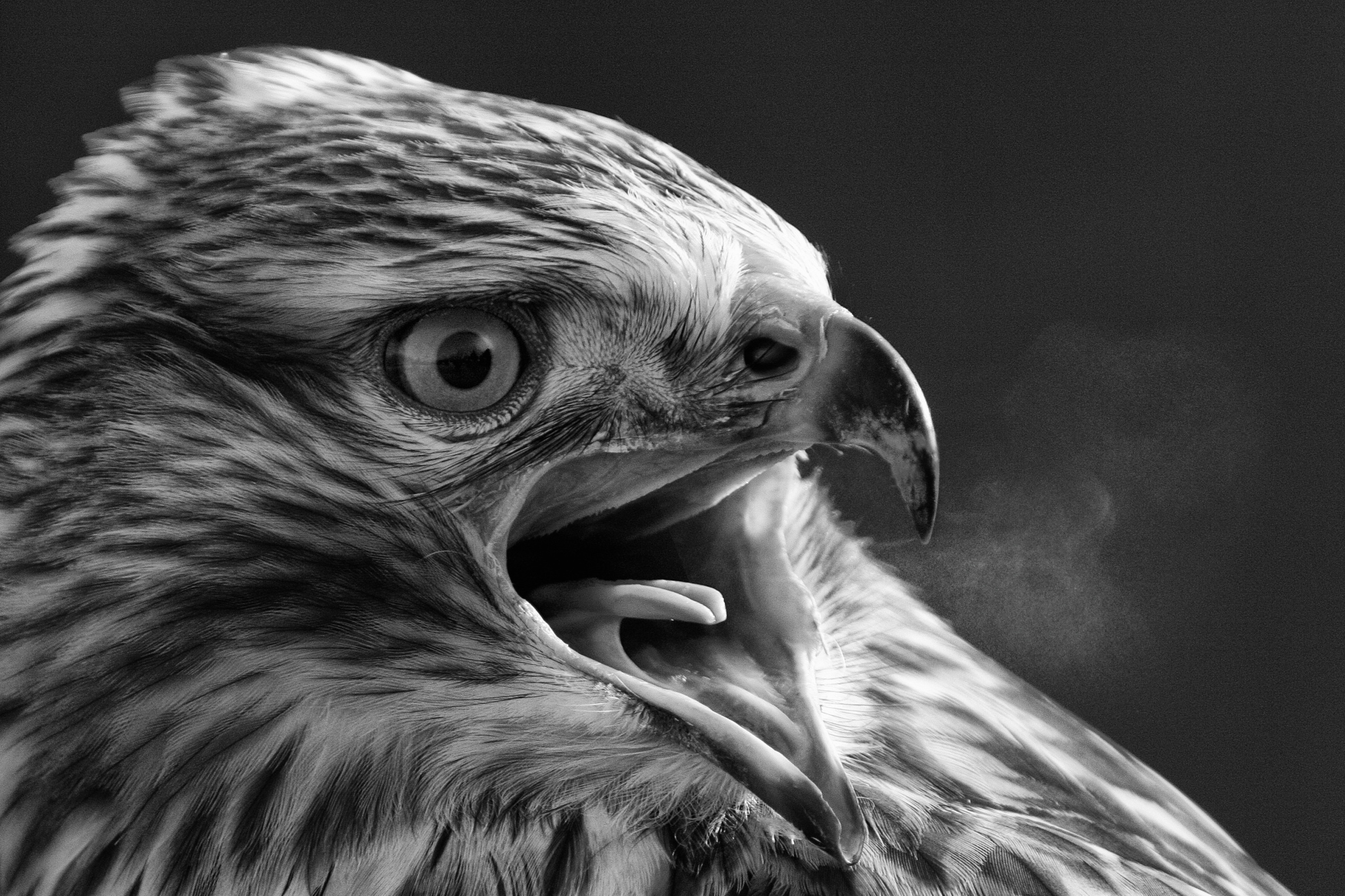 Schrei 9257644260 o 2