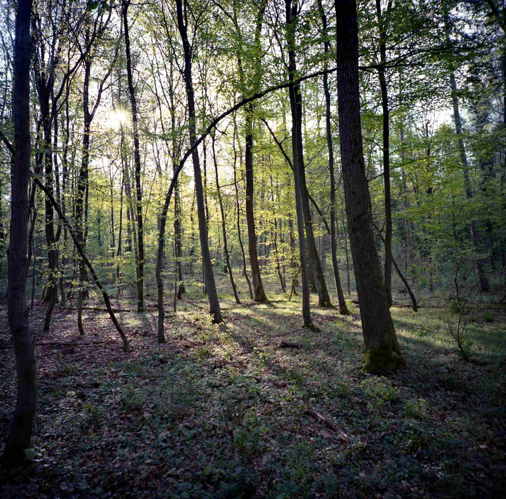 2017 04 14 lomo lca 120 02 34030045205 o