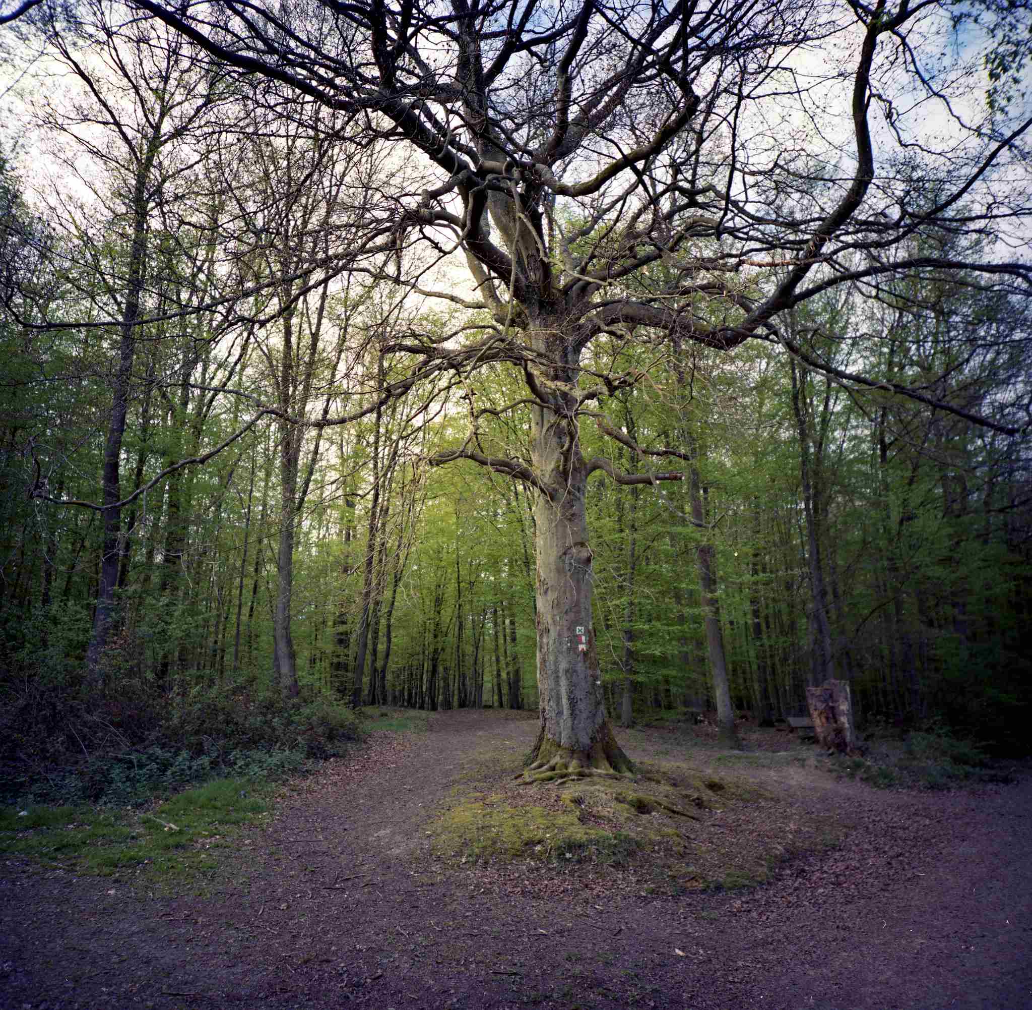 2017 04 14 lomo lca 120 07 33900381341 o