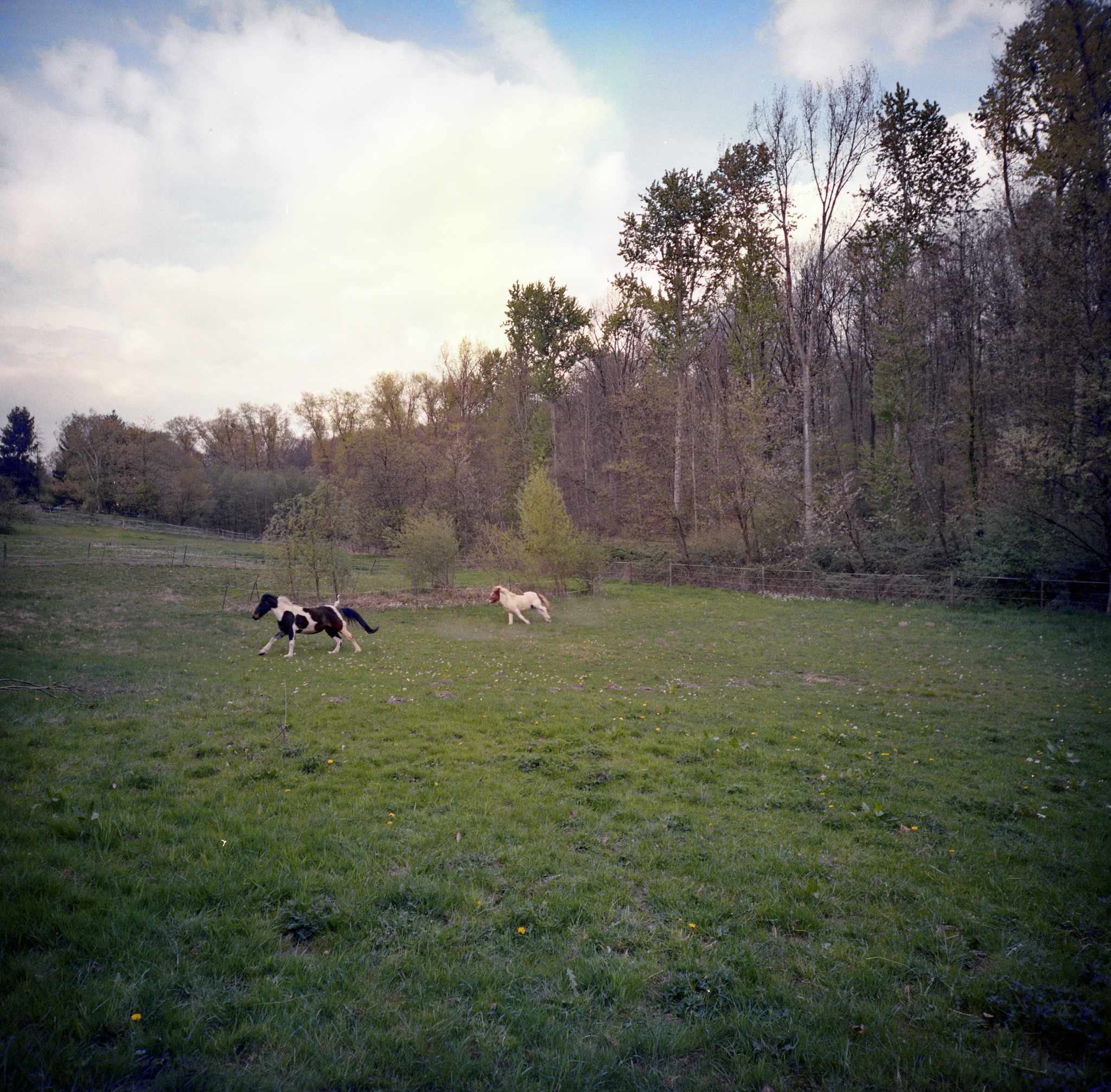 2017 04 14 lomo lca 120 11 33217754043 o