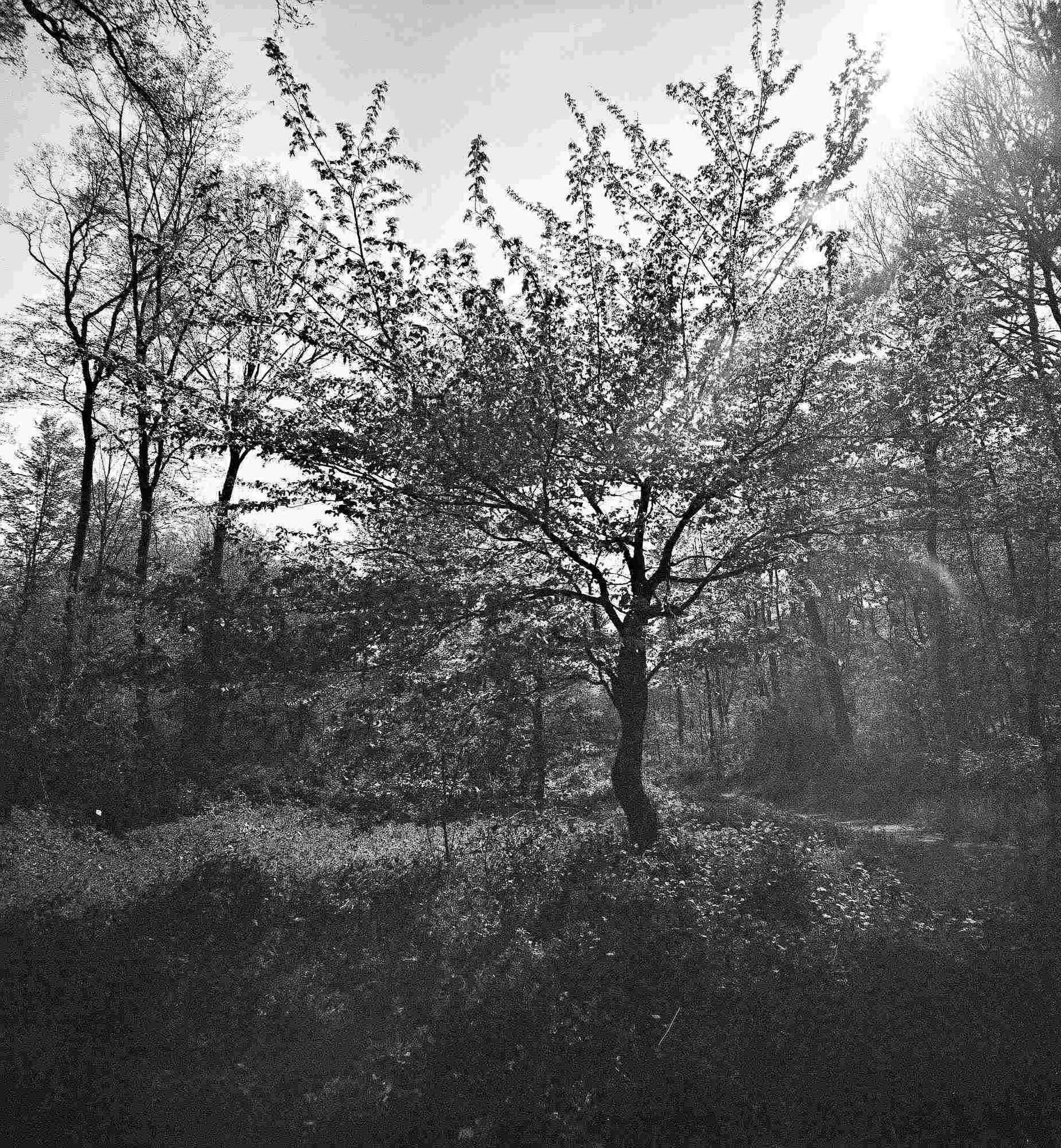 2017 04 20 lomo 01 vkl 33330255844 o