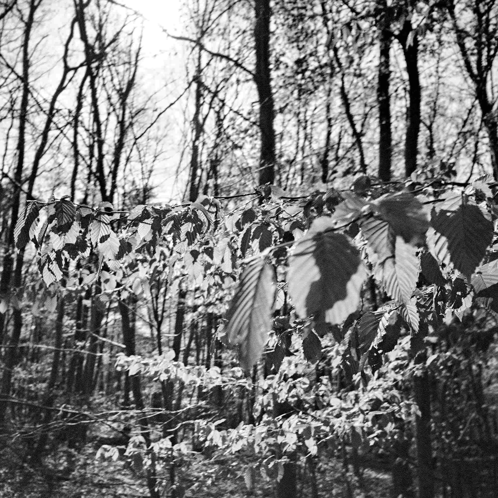 2017 04 20 lomo 05 vkl 34131986786 o