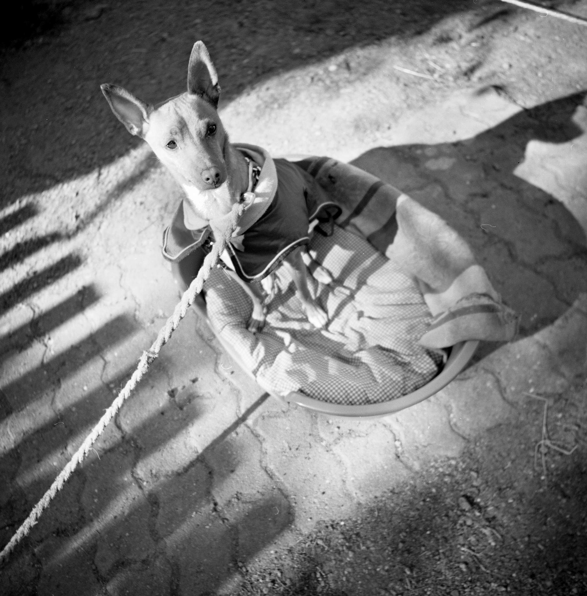 2017 04 23 lomo lc a 120 04 33416246423 o