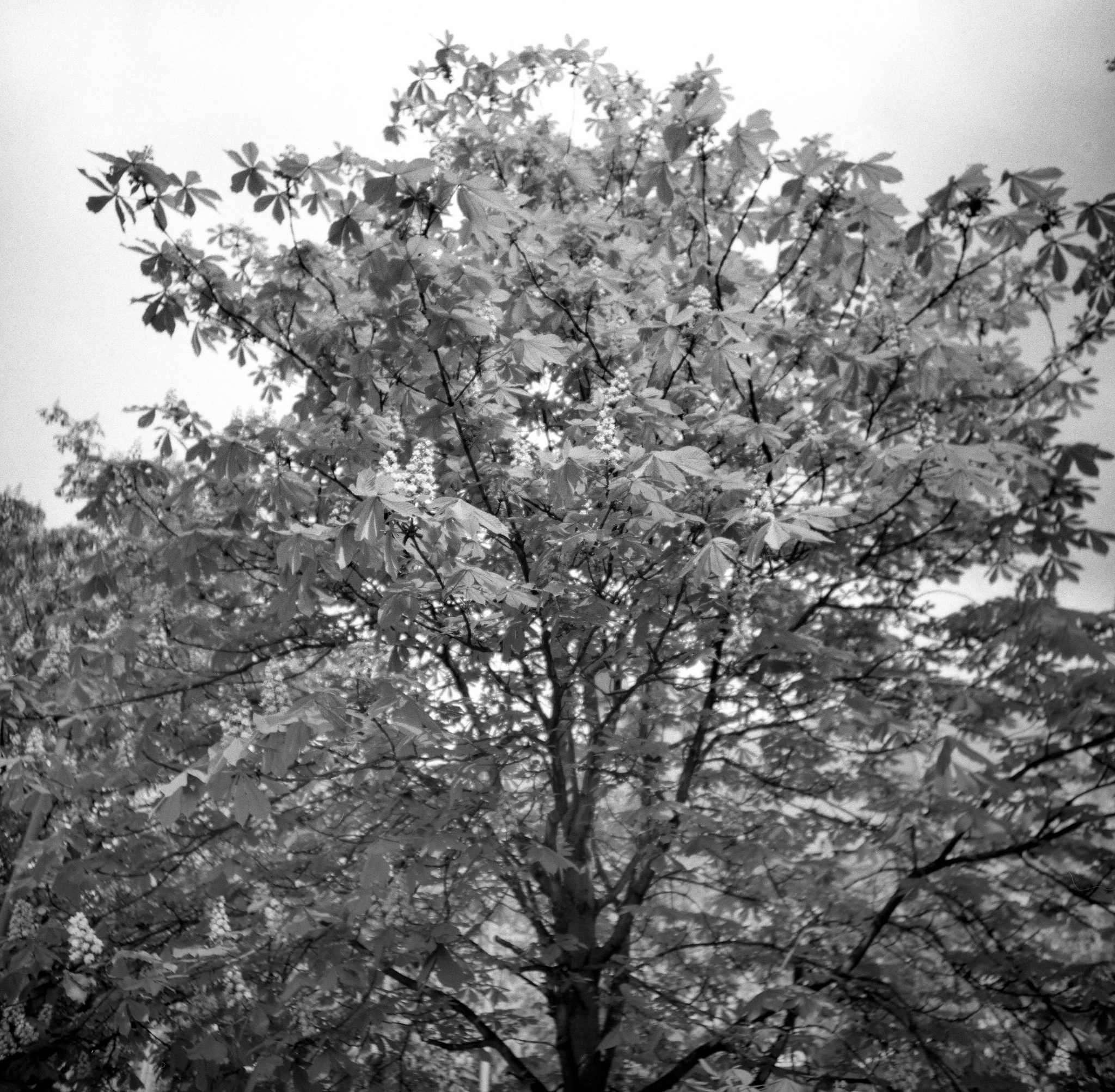 2017 04 27 lomo lc a 120 03 vkl 33473894774 o