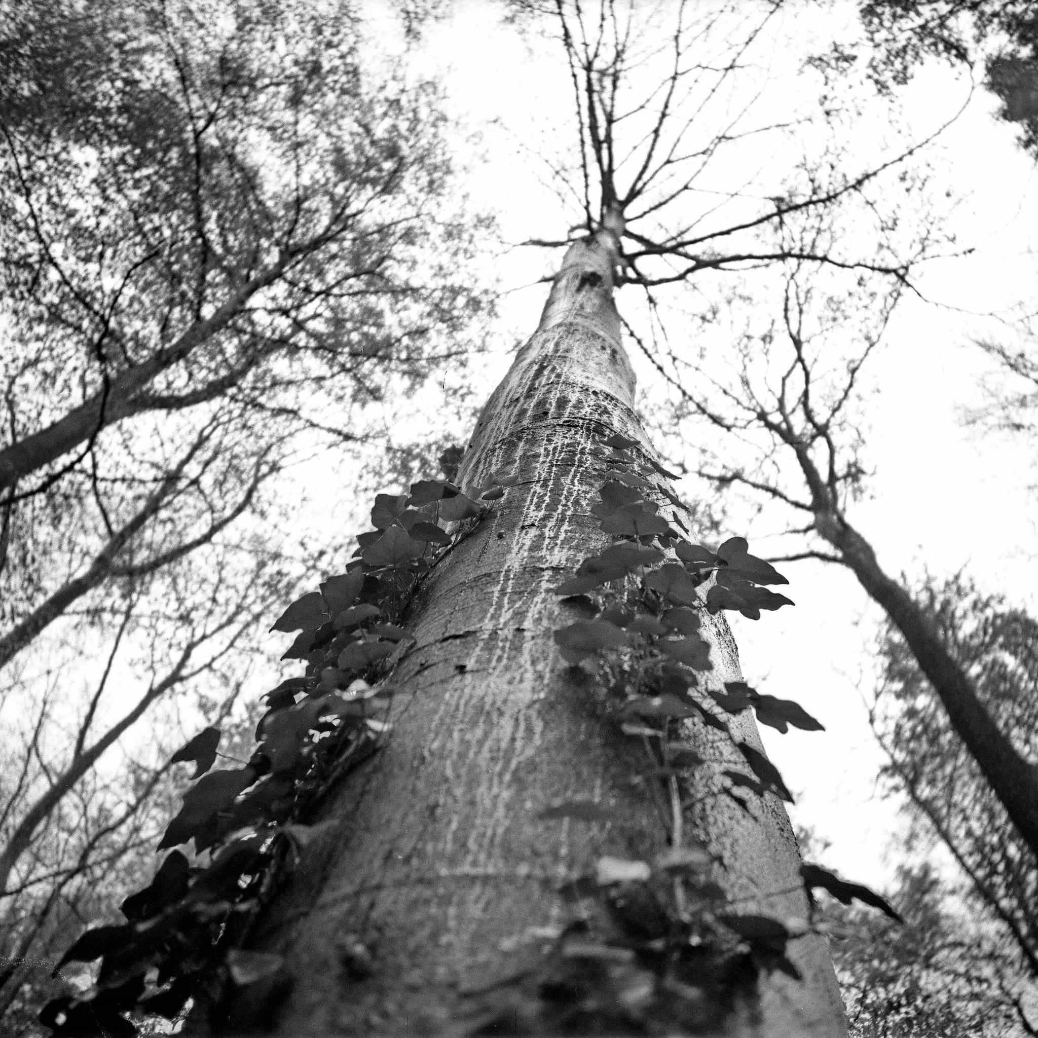 2017 05 04  lomo lca 120 01 33645154343 o