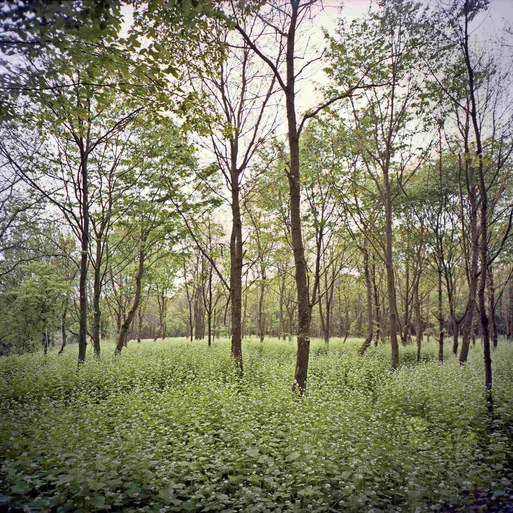 2017 05 06 lomo 01 vkl 34460184366 o