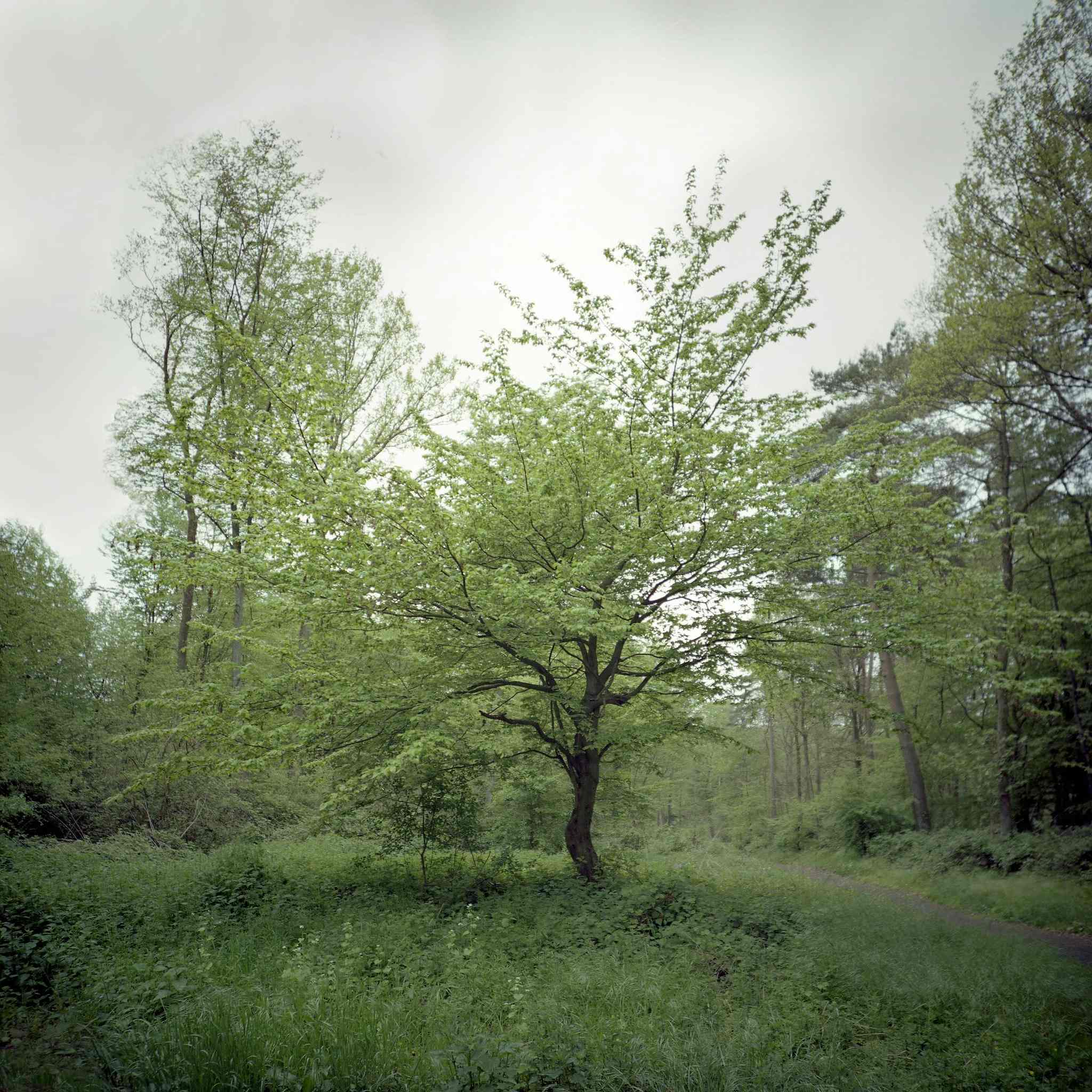 2017 05 06 lomo 02 vkl 33691271093 o