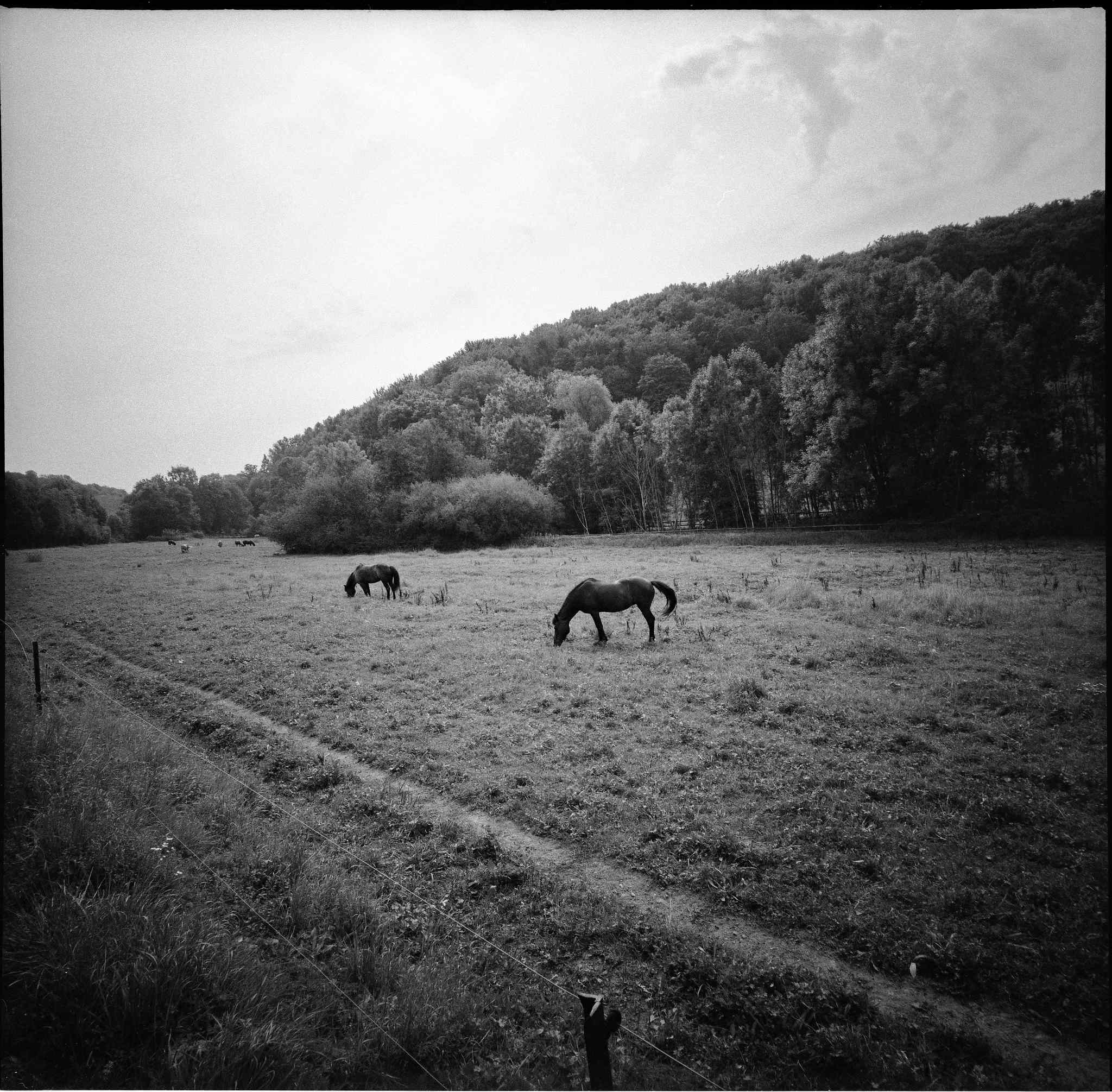 2017 08 20 lomo  6x6 07 36111318534 o