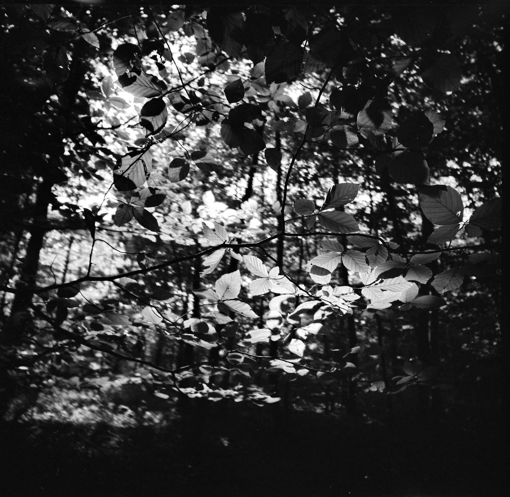 2017 08 20 lomo  6x6 11 36805948791 o