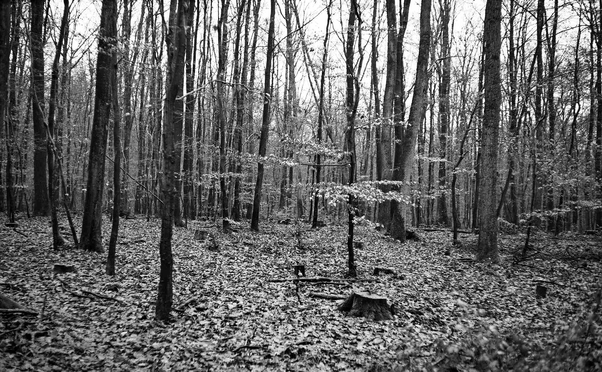 2017 12 21 bessarf 2 27426371219 o